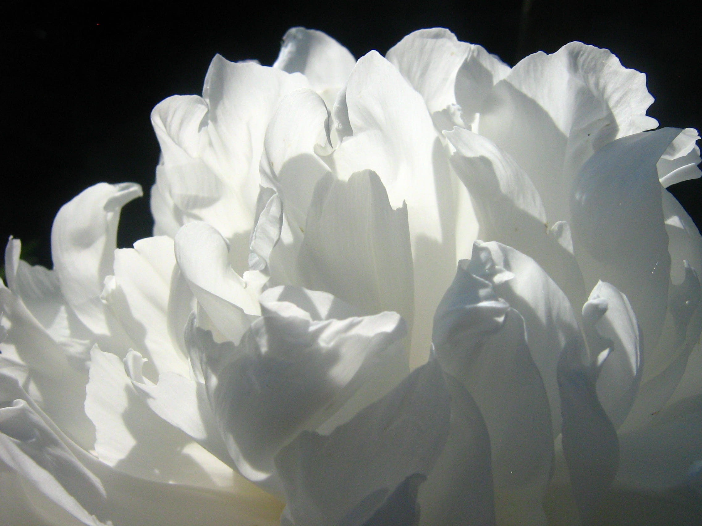 1080P, growth, paper, flowering plant, flora, flower head, crumpled paper ball, indoors, gray, document, no people, white color, studio shot, flower, bloom, HD Wallpaper
