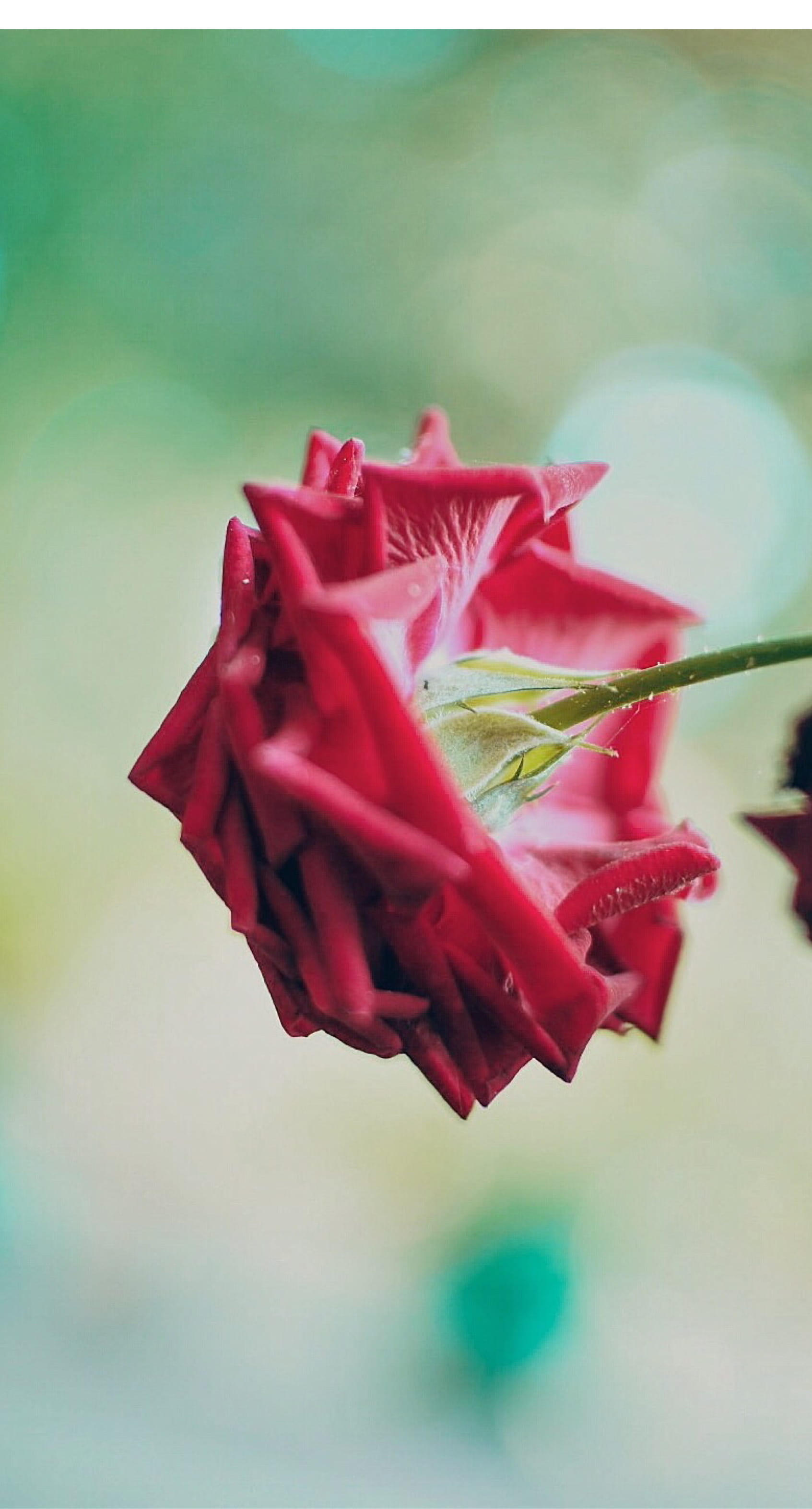 close-up, vulnerability, beauty in nature, flower head, single object, inflorescence, blur, rose - flower, nature, fragility, flower, petal, colored background, Phone HD Wallpaper
