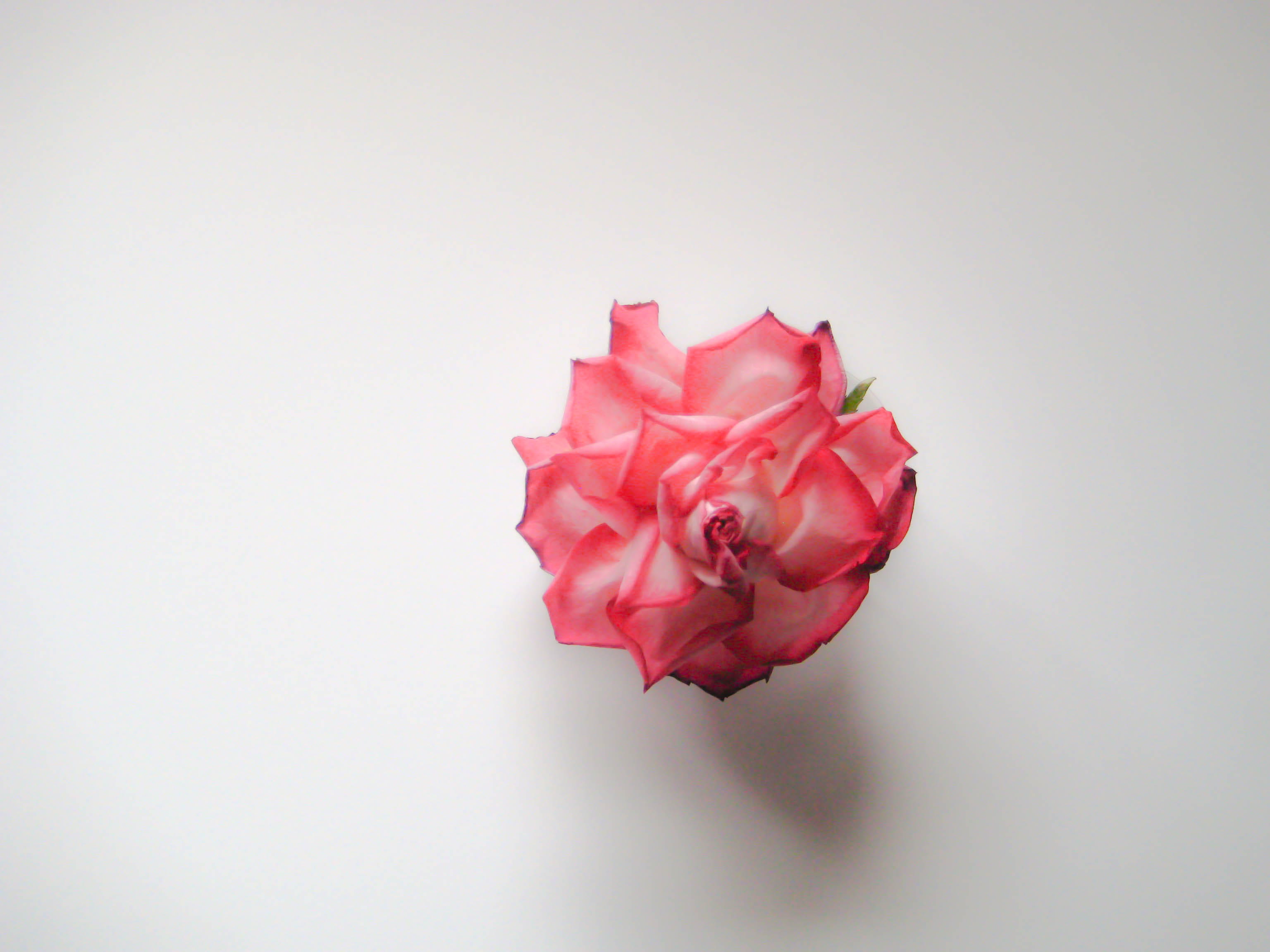 nature, soft pink, special occasion, crumpled paper ball, petal, close-up, rose flower, beauty in nature, no people, wedding, red, rose, freshness, studio shot, HD Wallpaper