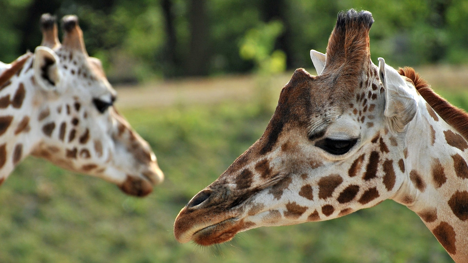 animal body part, black, profile view, nature, domestic animals, giraffes, animal neck, leopard, giraffe, animal themes, print, close-up, fish, 1080P, HD Wallpaper