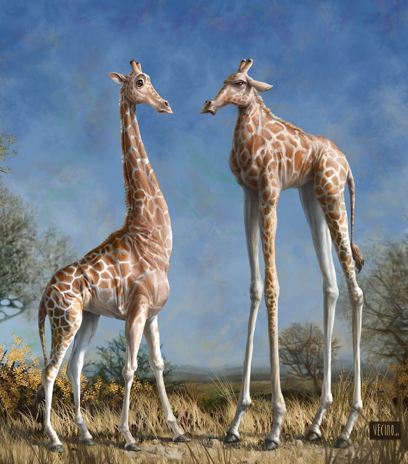 no people, giraffes, togetherness, animal, vertebrate, herbivorous, nature, two animals, giraffe, mammal, animal wildlife, two, animal themes, group of animals, Phone HD Wallpaper