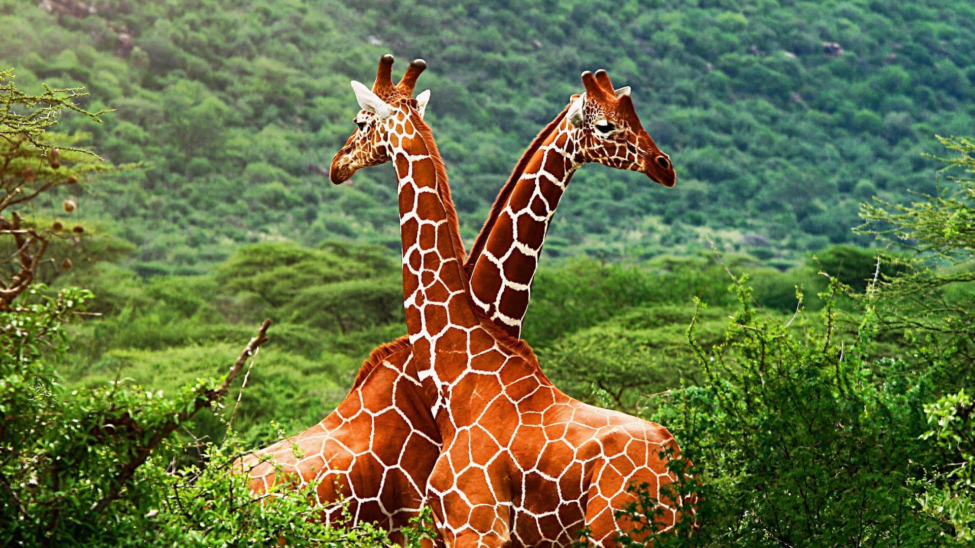 wildlife, couple, giraffes, 1080P, romance, cute, HD Wallpaper
