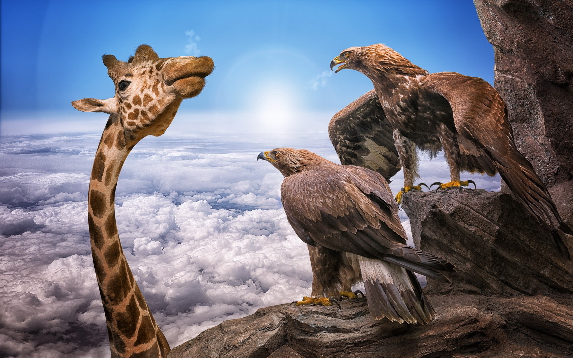 humor, rock, giraffes, nature, 1080P, animals, photo manipulation, clouds, sky, birds, eagle, Sun, HD Wallpaper