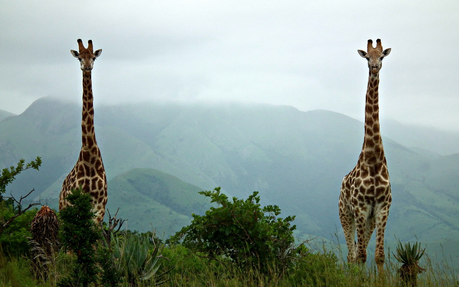 no people, mammal, tall - high, animal, nature, mist, animals in the wild, safari, landscape, land, herbivorous, sky, mountain, giraffe, plant, environment, HD Wallpaper