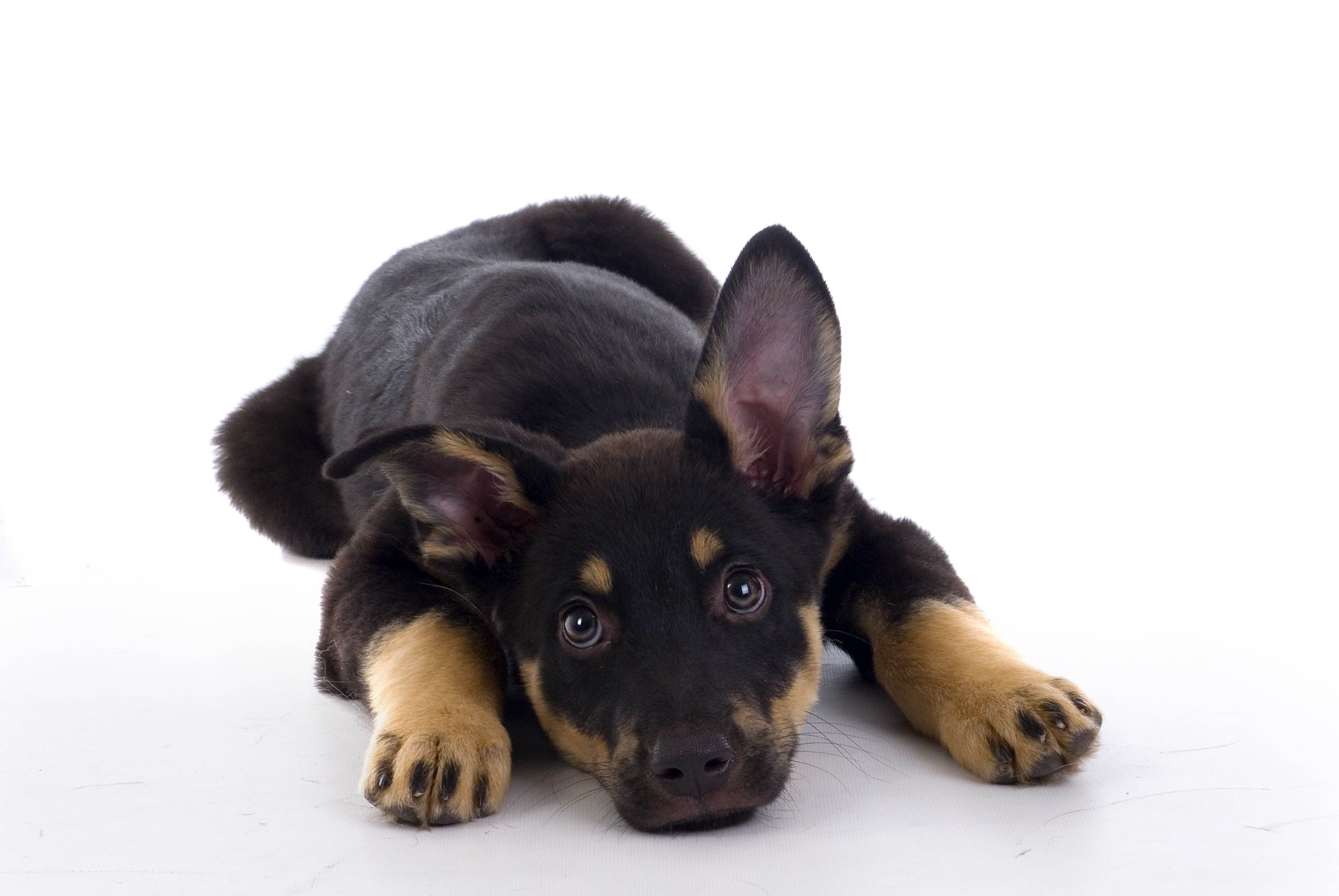 care, young Animal, tan, indoors, domestic Animals, looking, dog, one Animal, cut Out, mixed-Breed Dog, 4K, canine, shepherd, purebred Dog, animal themes, HD Wallpaper