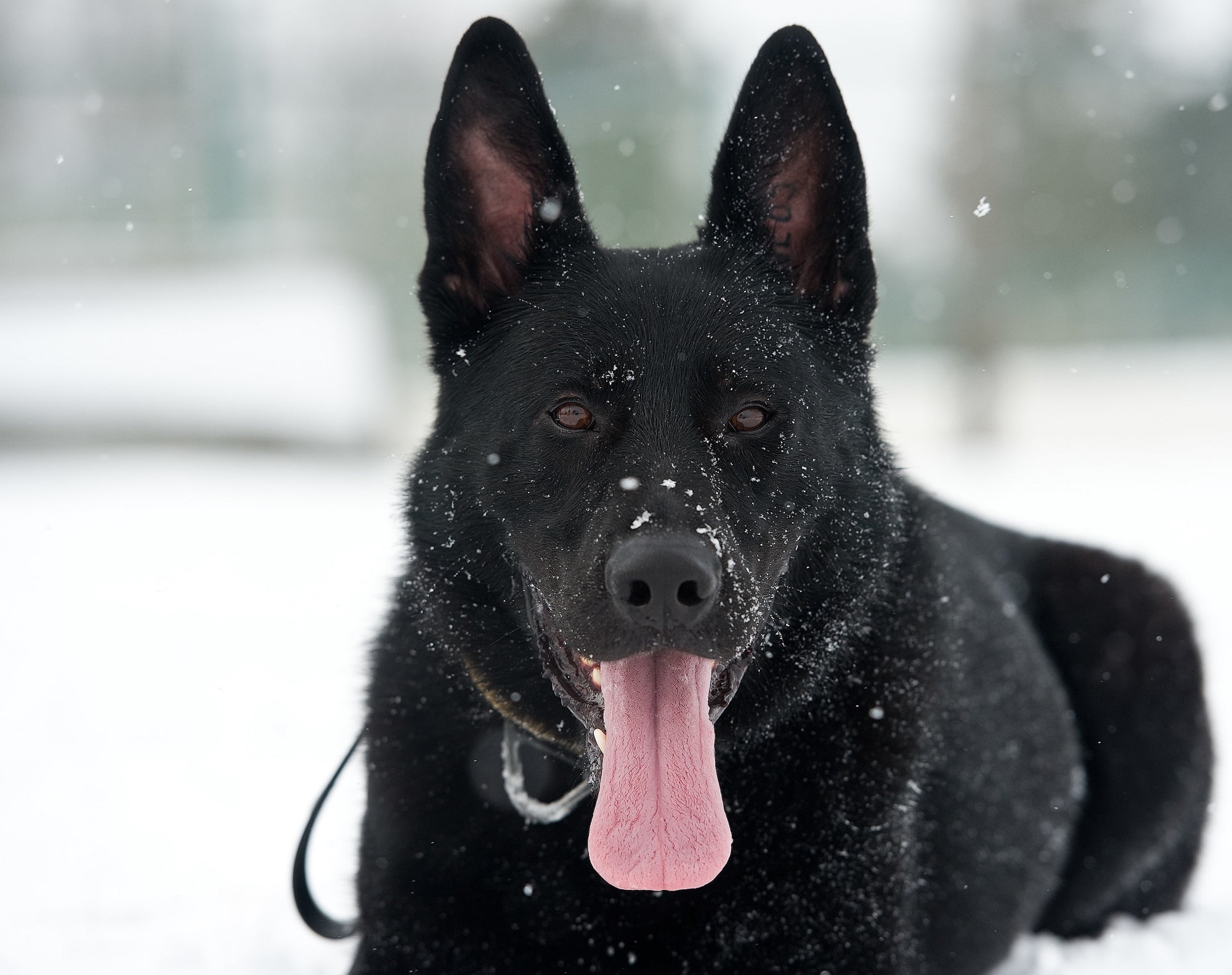 animal Head, adult, no people, focus on foreground, snowing, mouth open, cold temperature, nature, outdoors, fur, german, vertebrate, cold - Temperature, HD Wallpaper