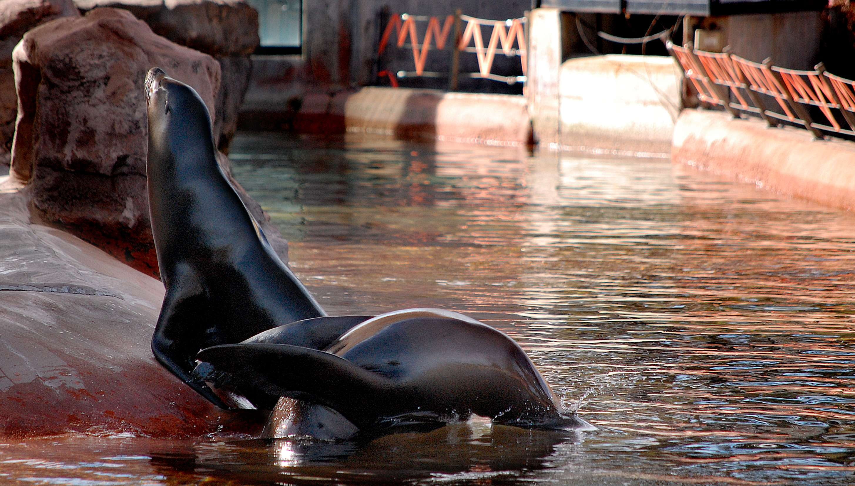 2K, one animal, animals in the wild, vertebrate, animal, water, sea, marine, seal, aquatic mammal, whisker, sea lion, no people, animal wildlife, mammal, HD Wallpaper