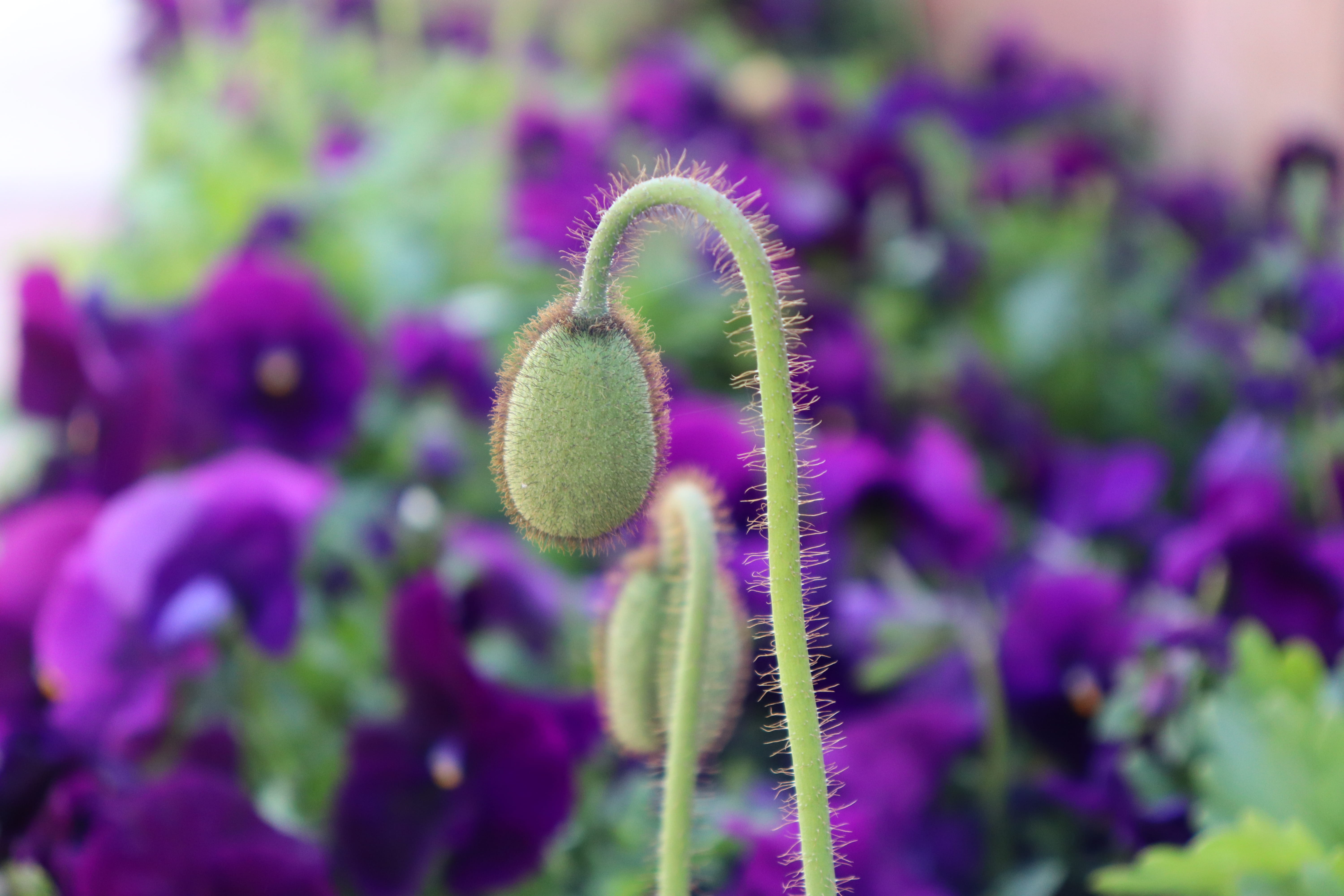 united states, nature, beauty in nature, zoo, no people, springtime, day, flower head, growth, color, usa, denver, flower, purple, indigo, focus on foreground, HD Wallpaper