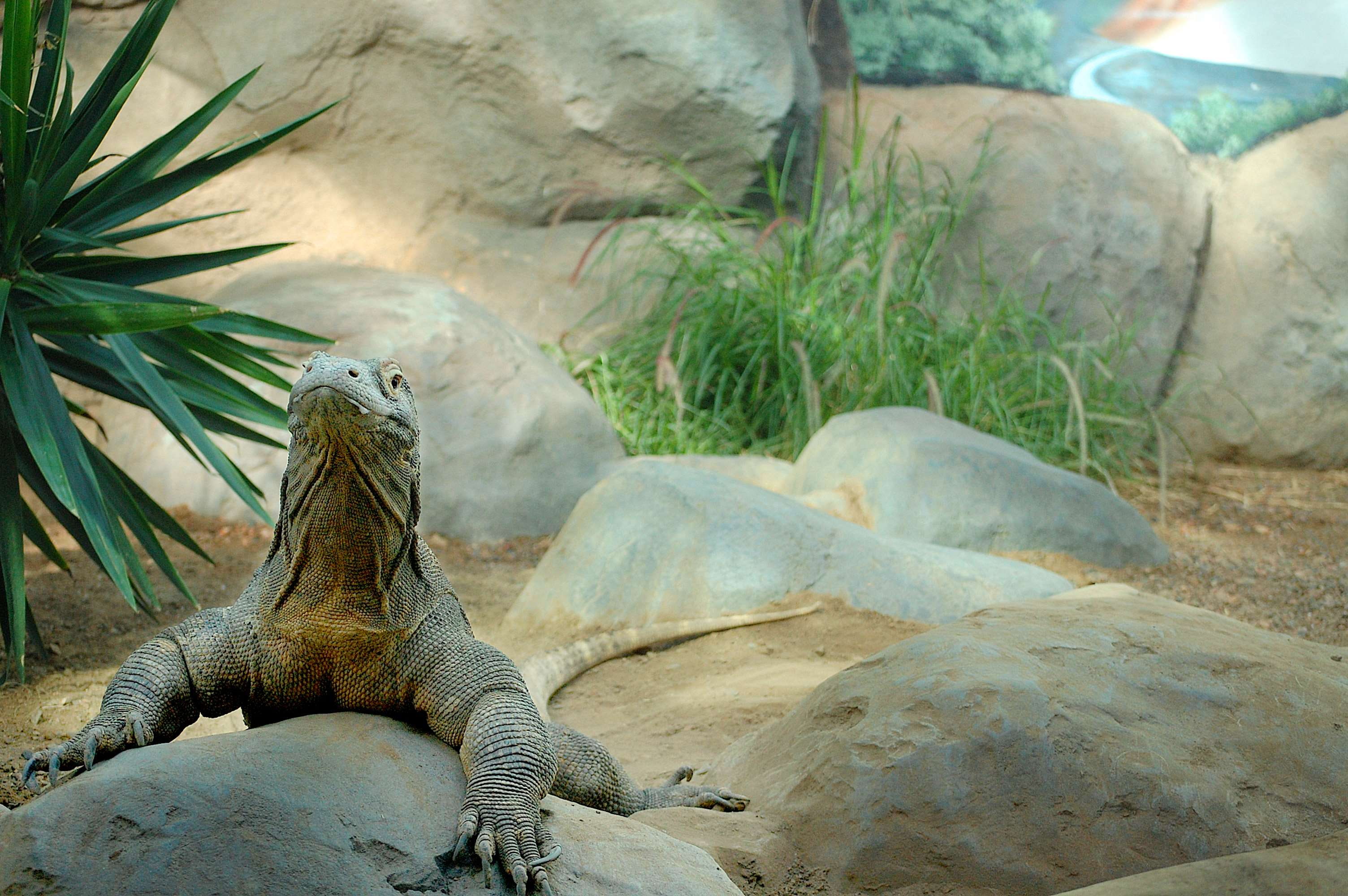 denver, animal themes, day, solid, animals in the wild, rock - object, land, animal wildlife, beauty in nature, animal, one animal, komodo dragon, iguana, HD Wallpaper