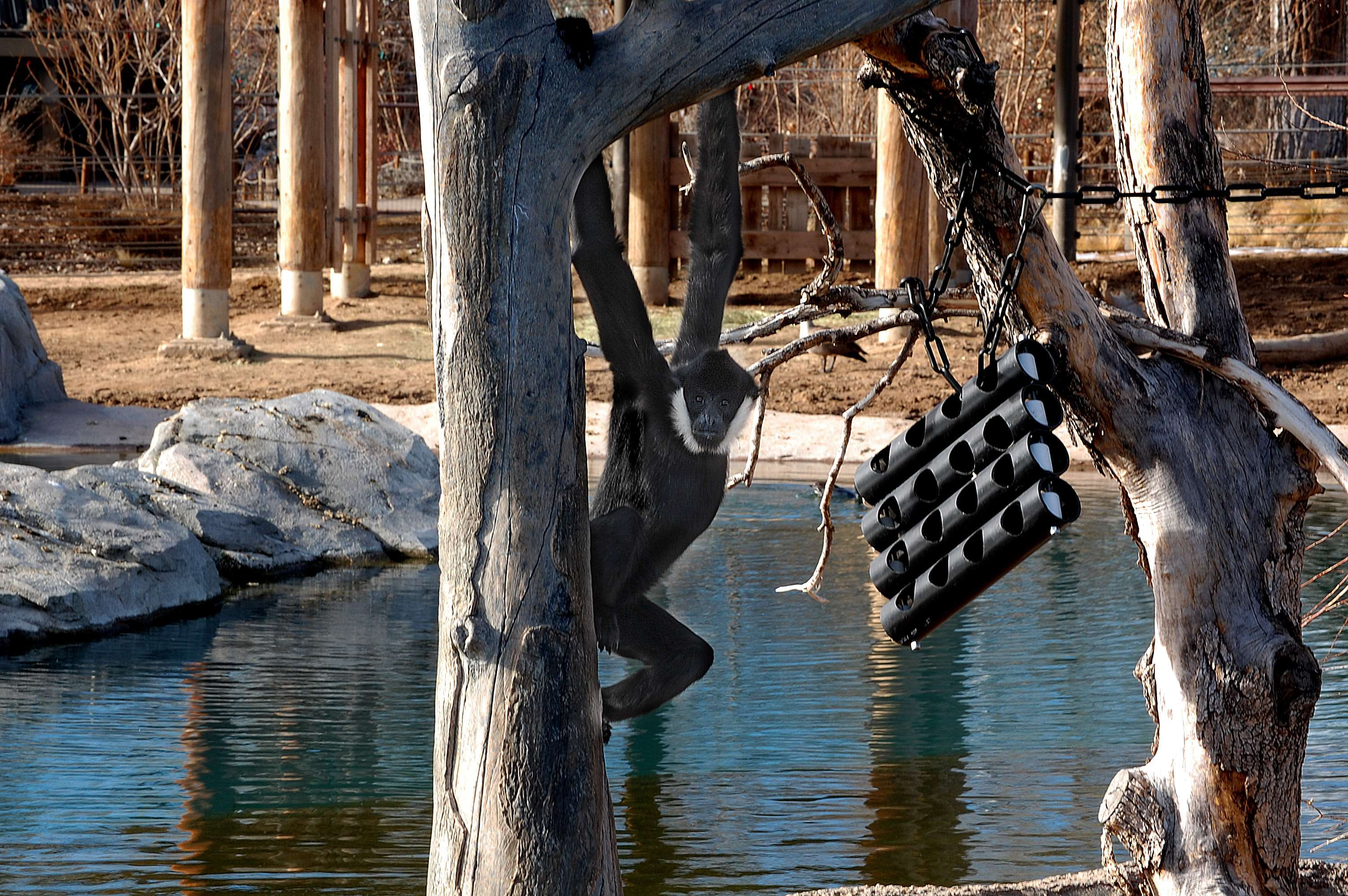 architecture, water, outdoors, wood - material, trunk, 2K, waterfront, no people, nature, tranquility, lake, sunlight, hanging, monkey, tree trunk, building exterior, HD Wallpaper