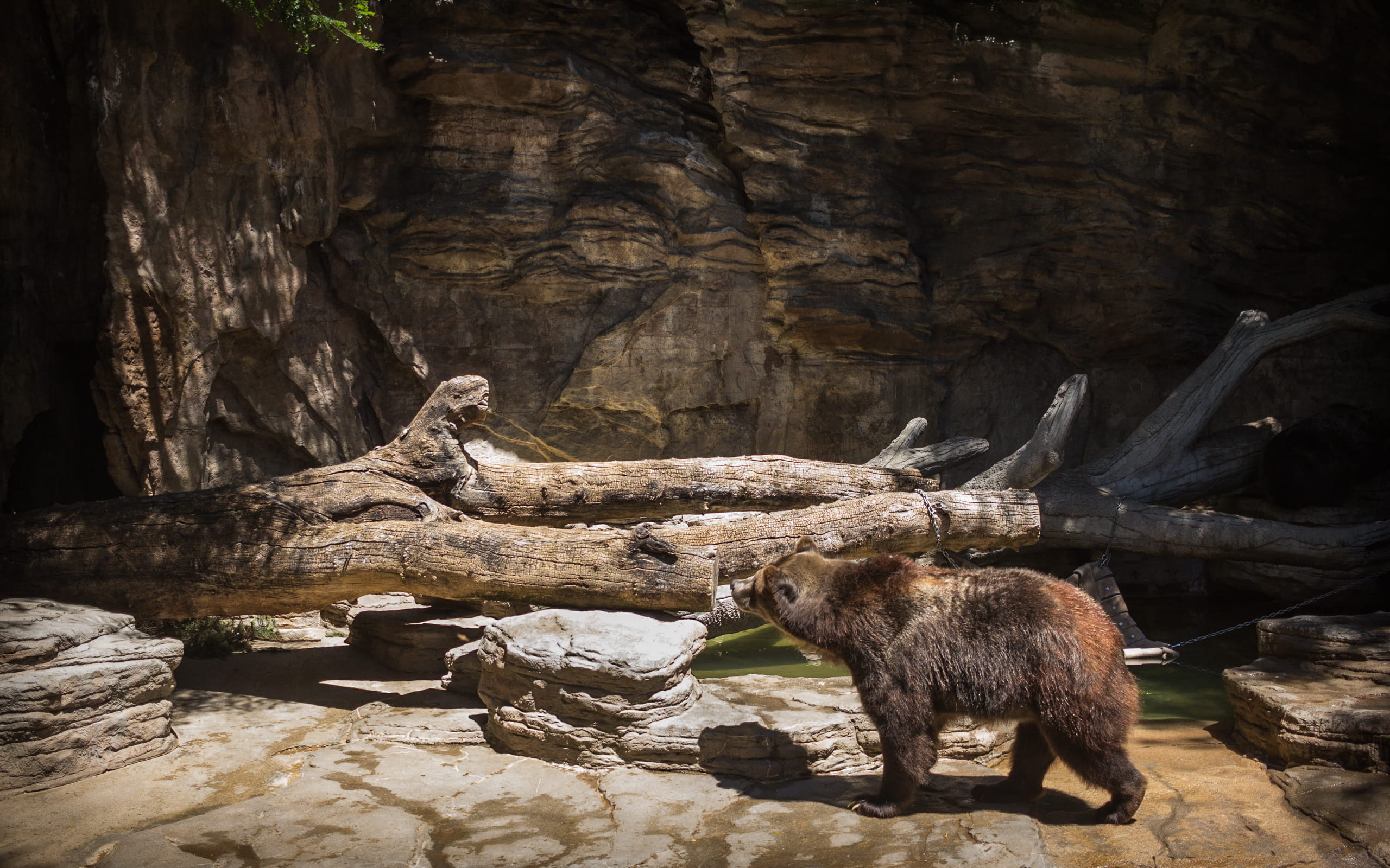 nature, vertebrate, animal, solid, no people, mammal, denver, animal themes, animals in the wild, day, bear, 2K, united states, herbivorous, wild, rock - object, HD Wallpaper