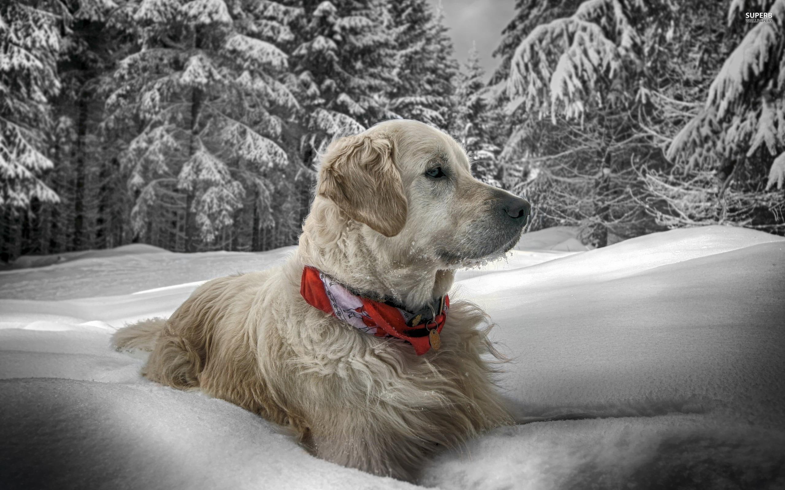 golden retriever, snow, 2K, sweet, forest, winter, nature, golden, retriever, animals, animal, loyal, trees, HD Wallpaper