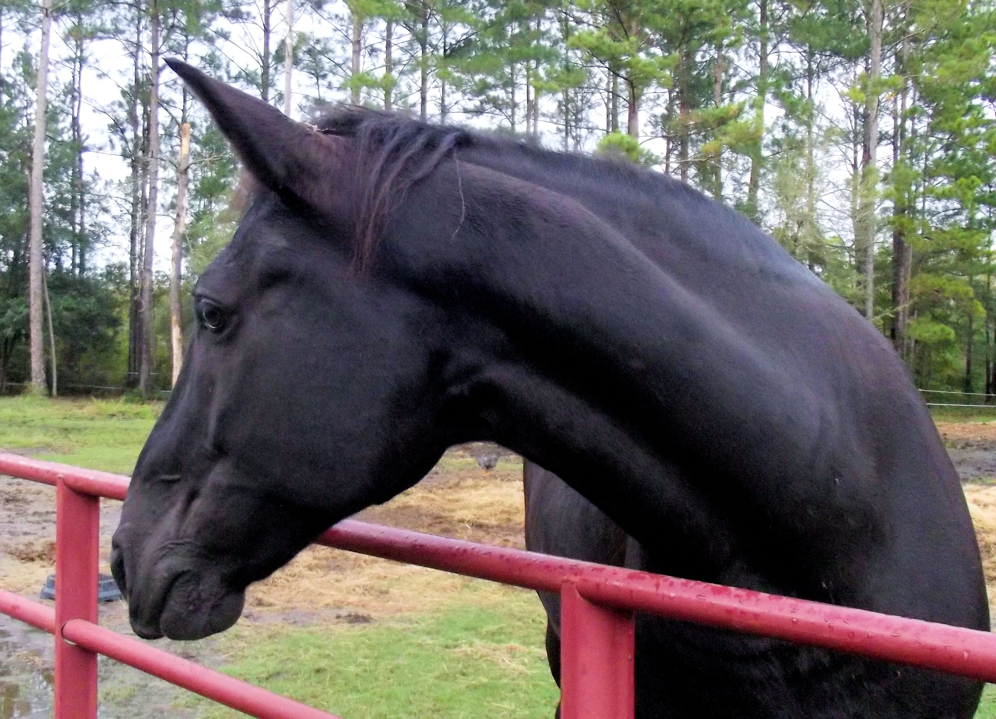 black horse, purebred, nature, pasture, horse crazy, fence, twh, no people, land, noble, day, domestic animals, horse head, tennessee walking horse, black, HD Wallpaper