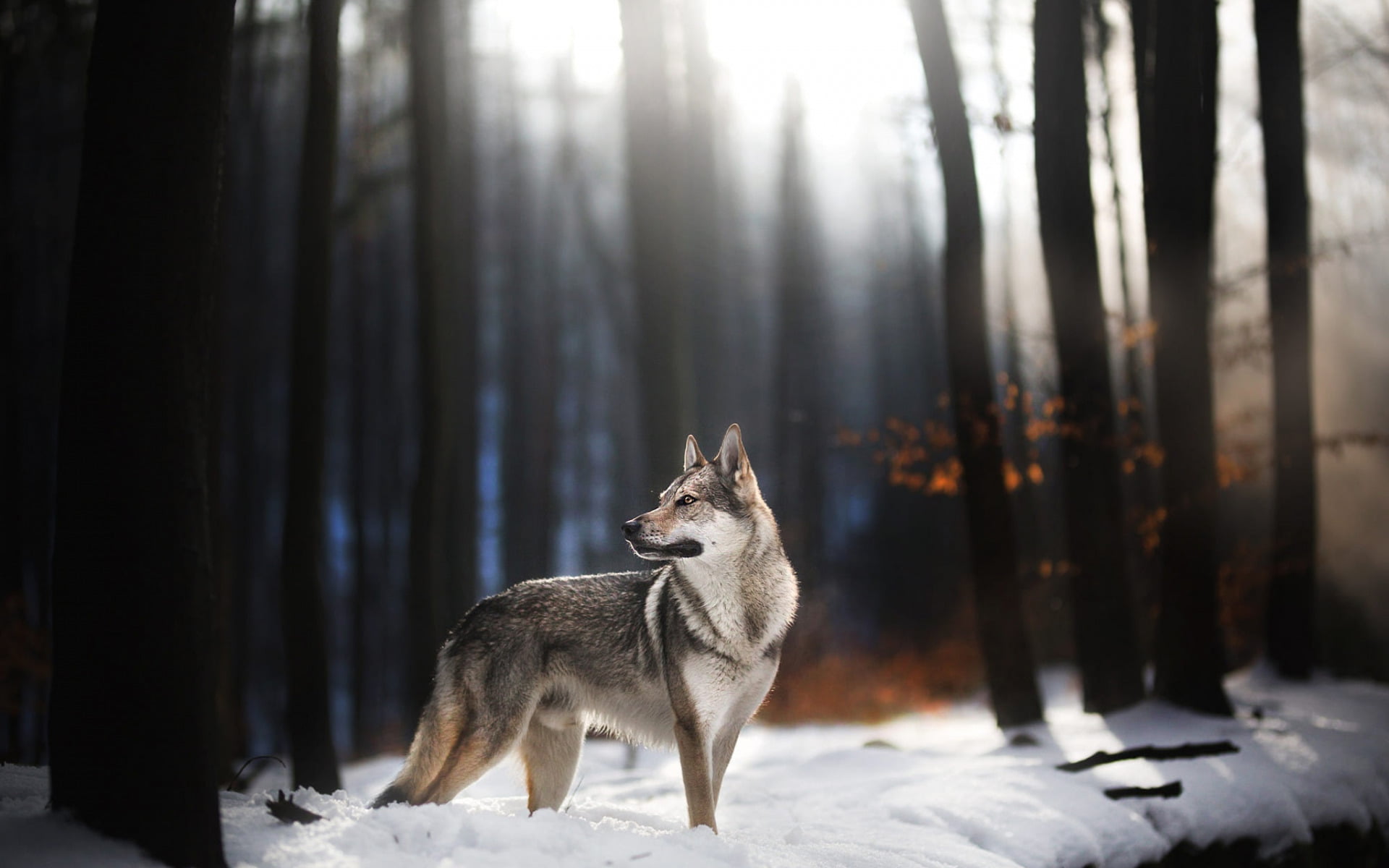 1080P, Czechoslovakian Wolfdog, Dogs, Wolfdog, HD Wallpaper