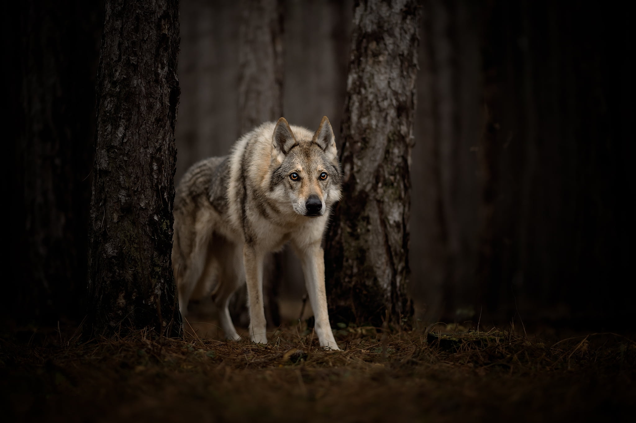 Czechoslovakian Wolfdog, Dogs, 1080P, Wolfdog, HD Wallpaper