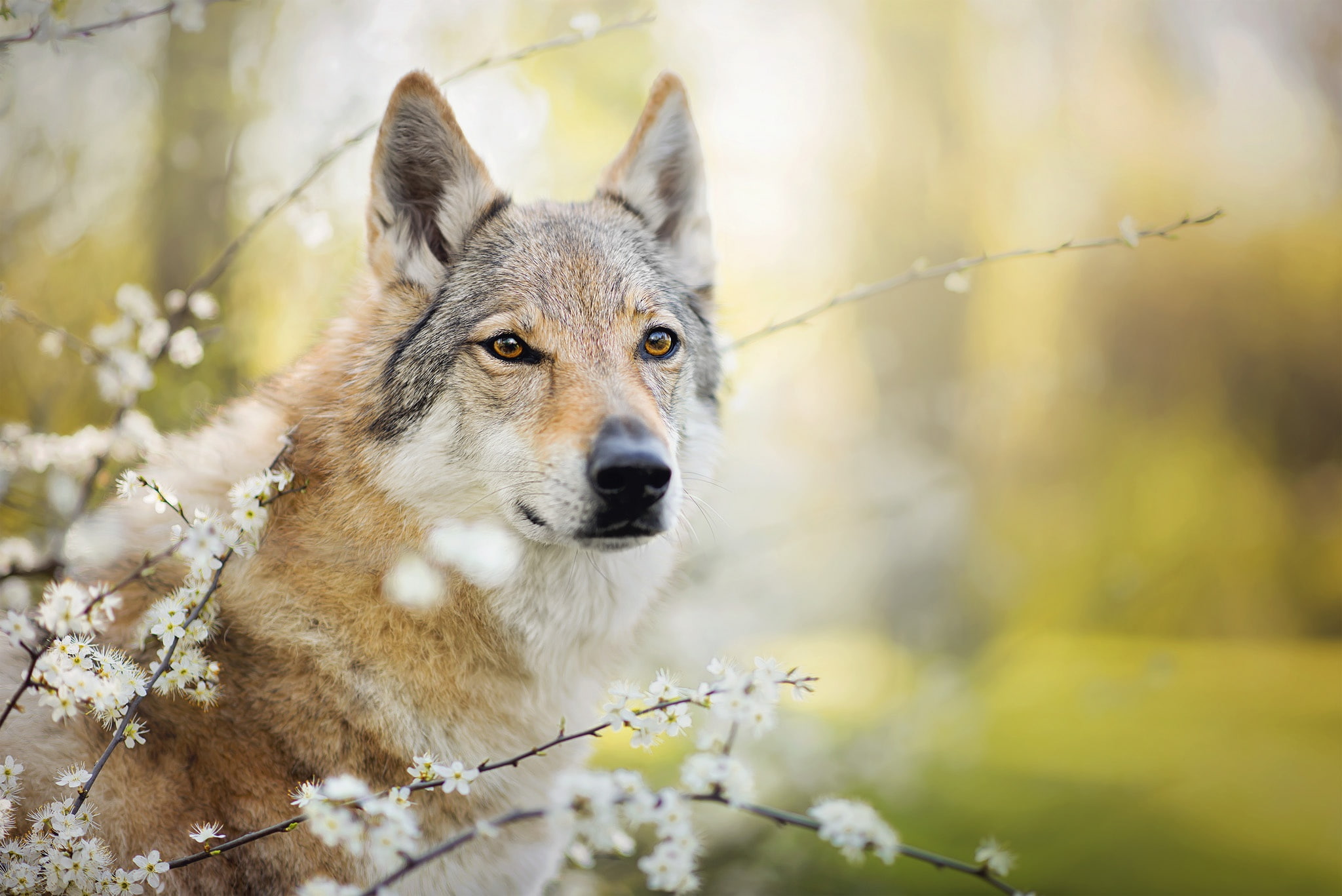 dog, 1080P, the Czechoslovakian Wolfdog, flowering, Czechoslovakian, branches, Wolfdog, Chinua, HD Wallpaper