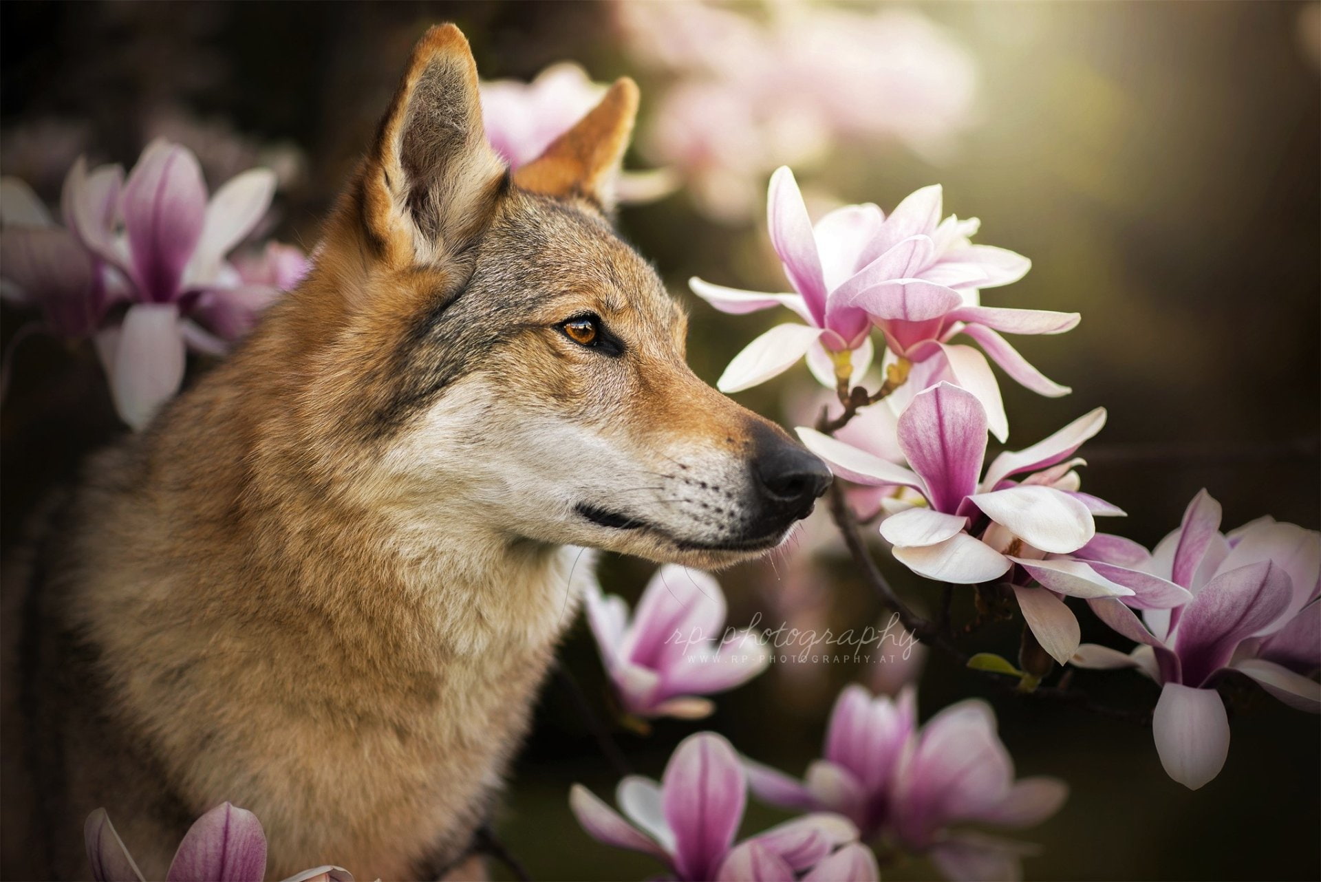 Wolf, 1080P, Wolfdog, Dogs, Czechoslovakian Wolfdog, Animal, Flower, HD Wallpaper