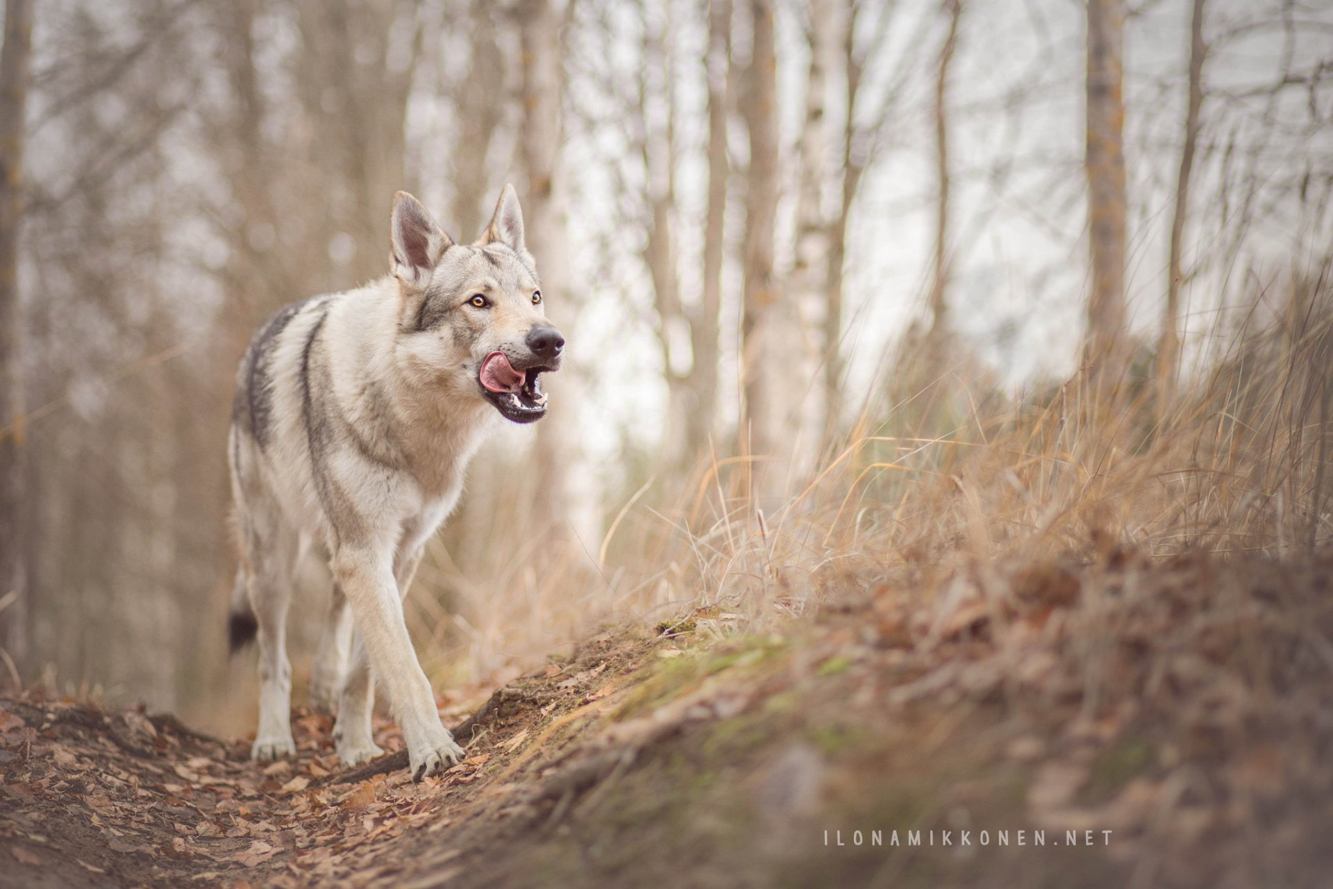 Wolfdog, Czechoslovakian Wolfdog, 1080P, Dogs, HD Wallpaper