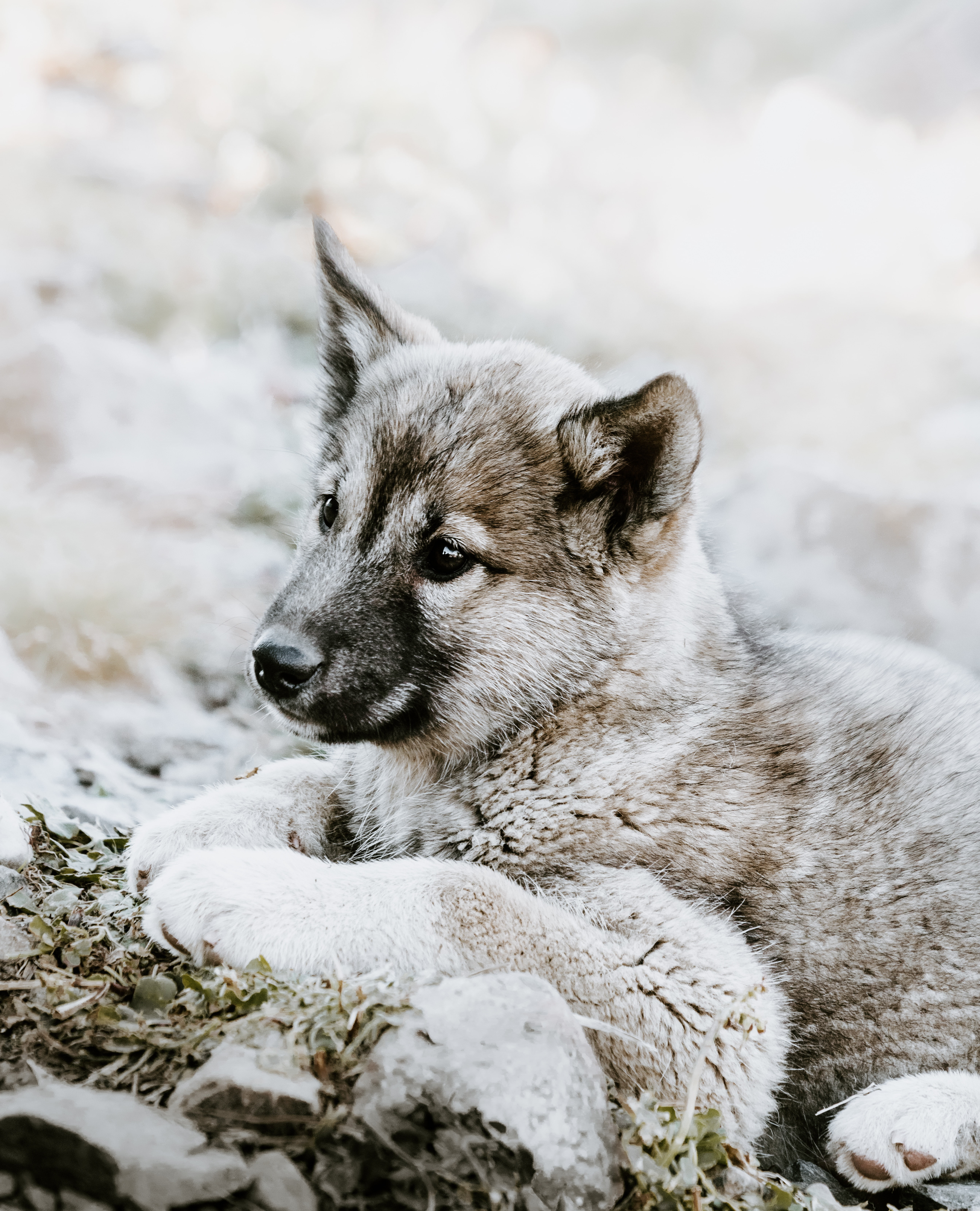lies, sadness, czechoslovakian wolfdog, 5K, puppy, Phone HD Wallpaper