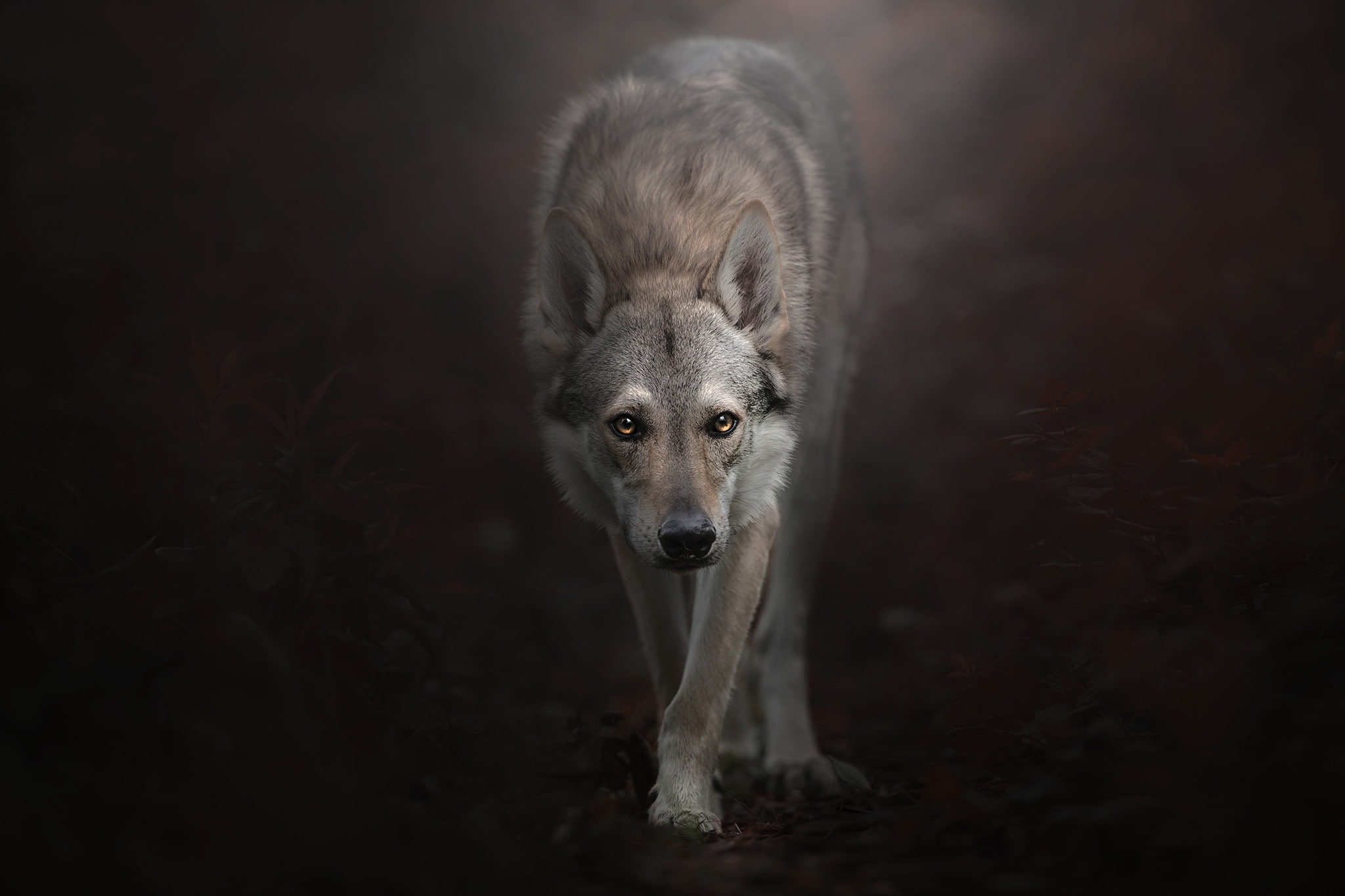 1080P, The Czechoslovakian Wolfdog, Wolfdog, background, Czechoslovakian, look, HD Wallpaper