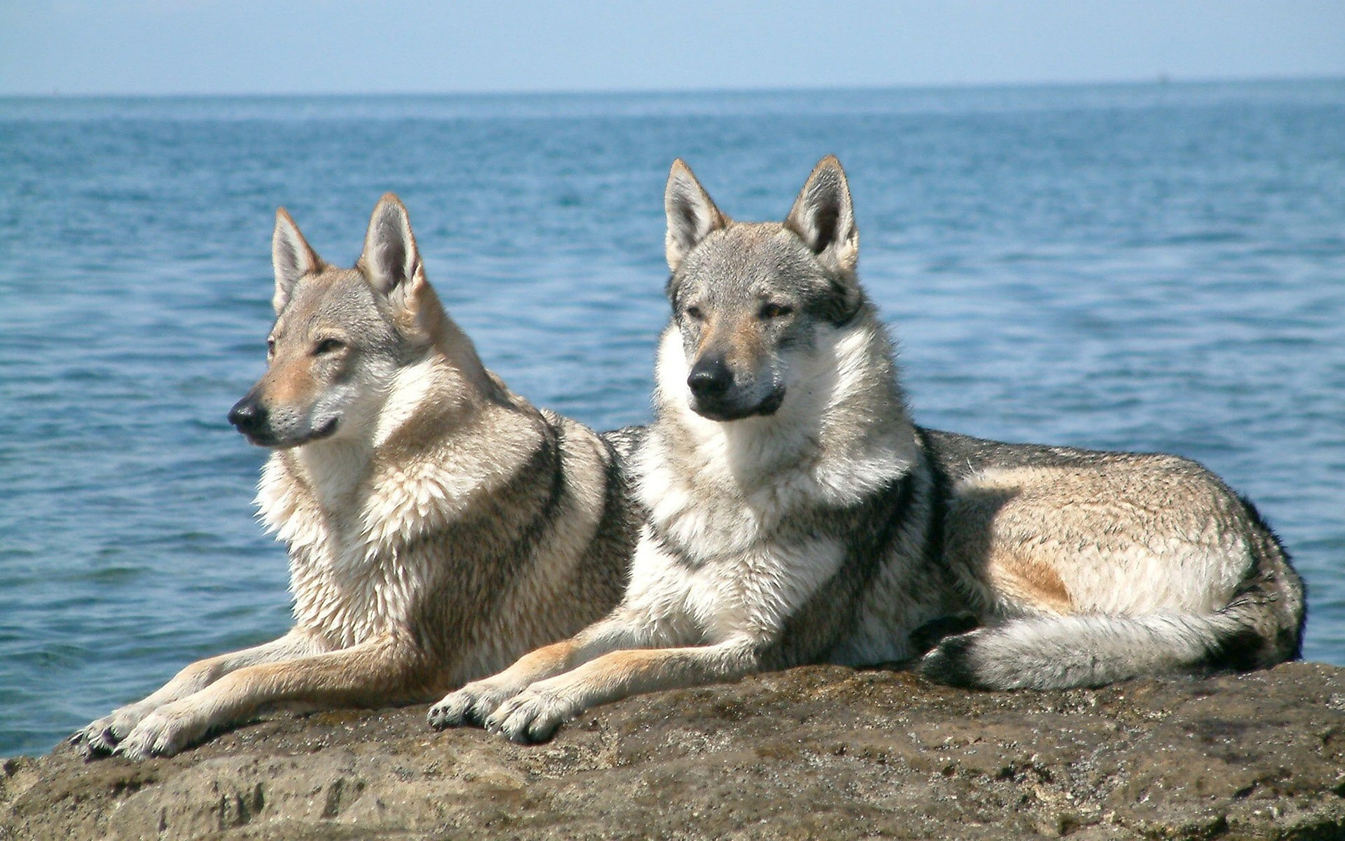 czechoslovakian wolfdogs, dogs, wolfdogs, 1080P, hd, art, czechoslovakian, animals, HD Wallpaper