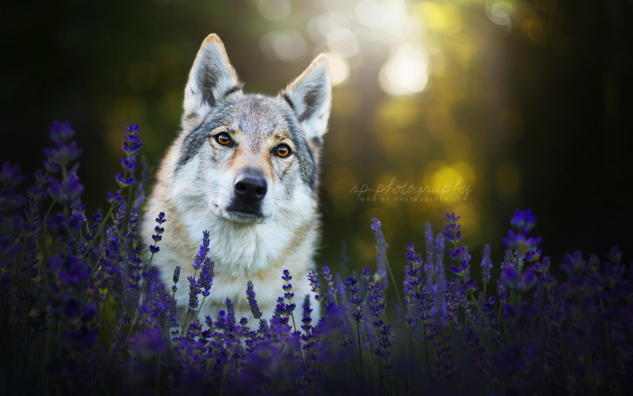 dog, flowers, lavender, the Czechoslovakian Wolfdog, face, look, 1080P, HD Wallpaper