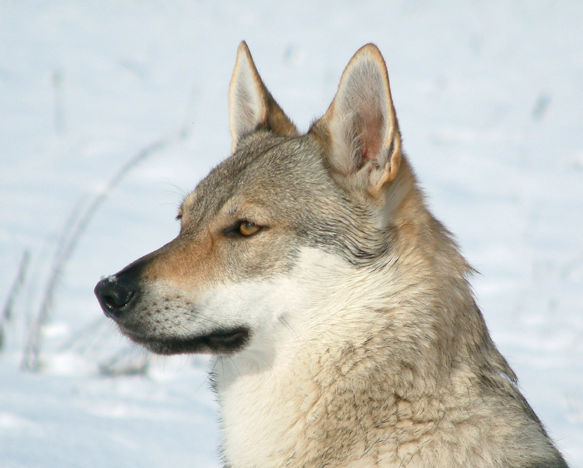 head, cold temperature, gray, 1080P, white, animal head, outdoors, focus on foreground, looking away, vertebrate, domestic animals, nature, pets, snow, HD Wallpaper