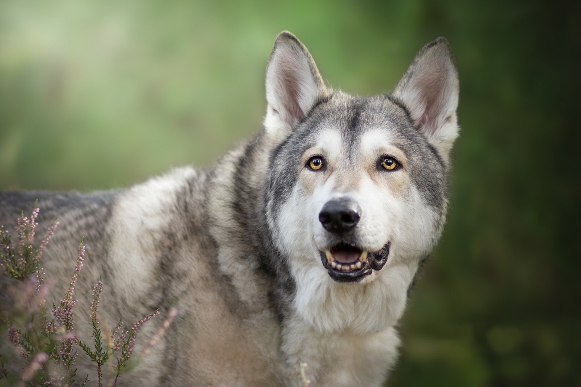 1080P, Dog, Pet, Dogs, Czechoslovakian Wolfdog, Wolfdog, HD Wallpaper