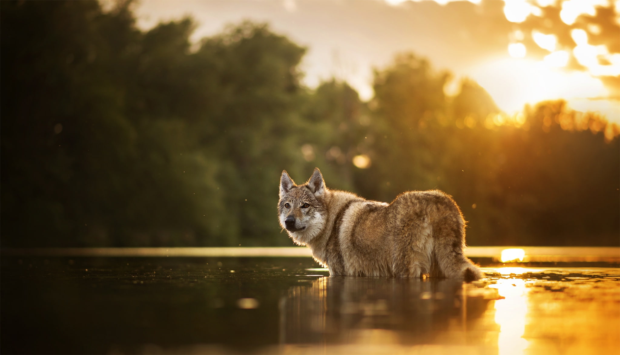 dog, bokeh, Chinua, 1080P, water, the Czechoslovakian Wolfdog, HD Wallpaper