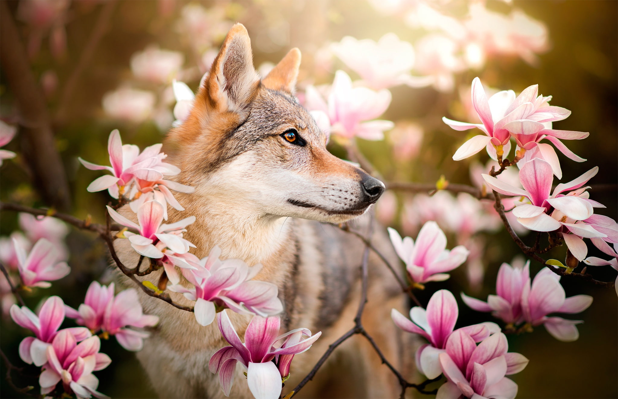 branches, dog, Chinua, 1080P, flowers, the Czechoslovakian Wolfdog, HD Wallpaper