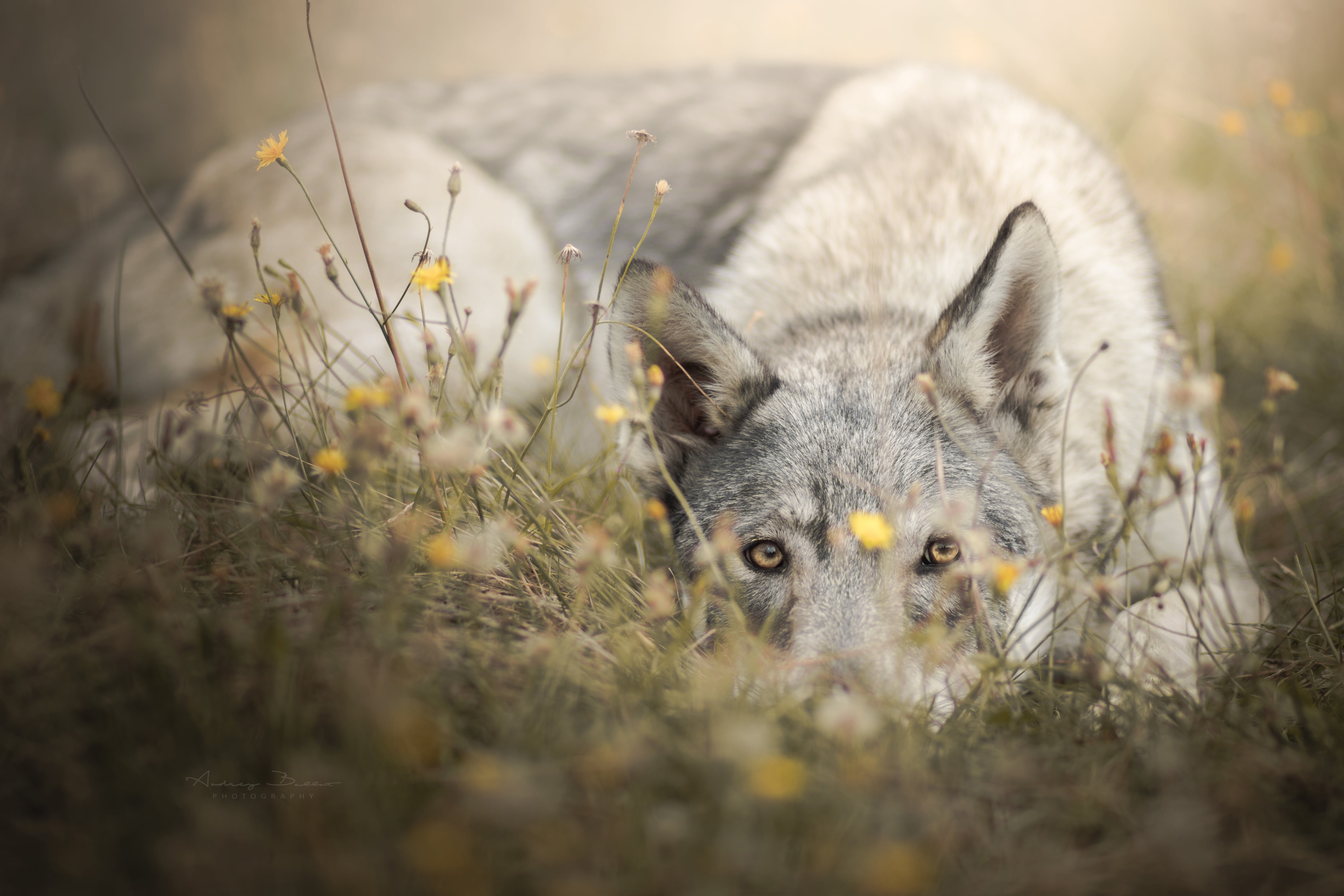 5K, flowers, face, The Czechoslovakian Wolfdog, dog, look, grass, HD Wallpaper