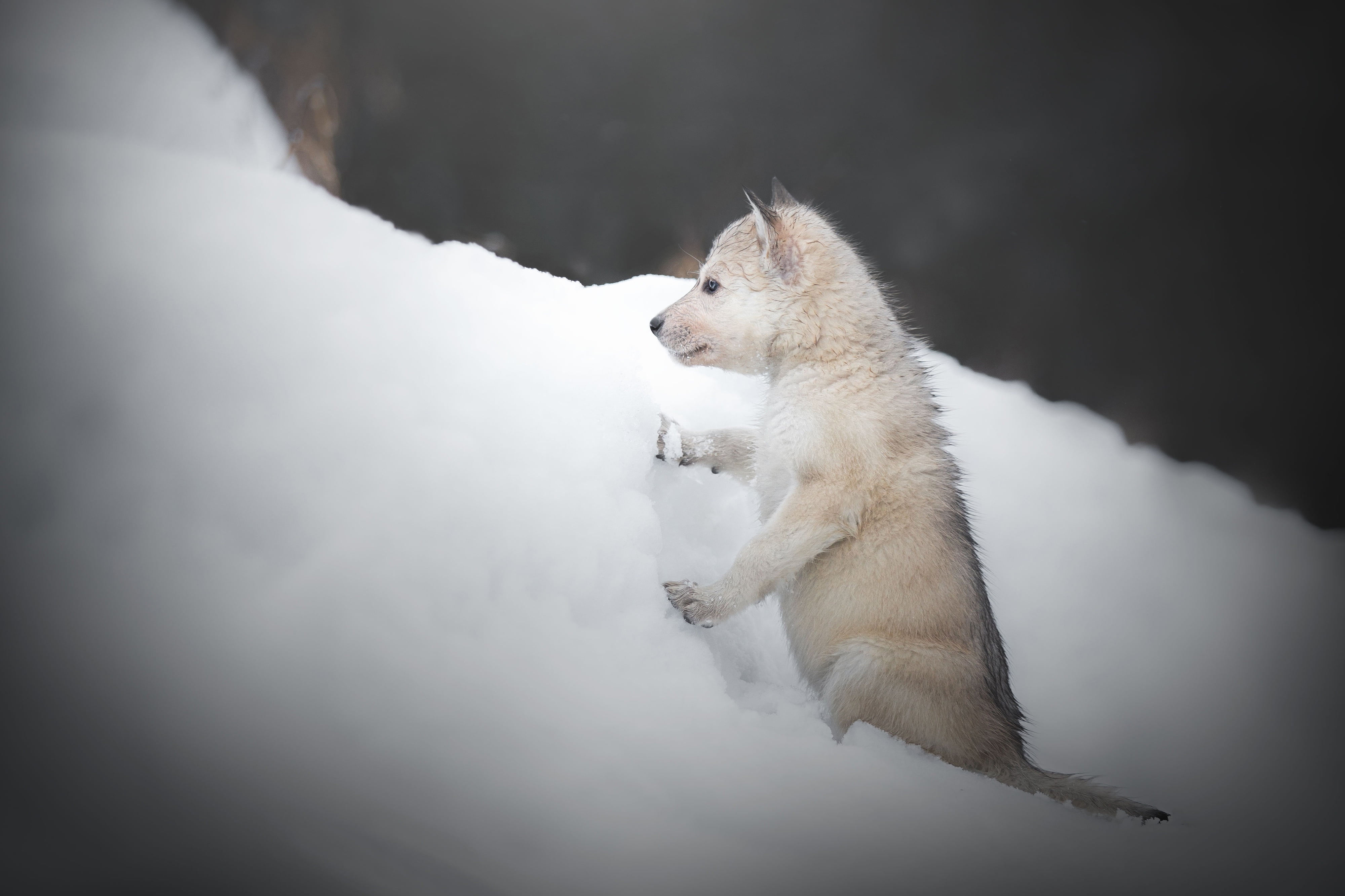 winter, The Czechoslovakian Wolfdog, doggie, Volkosob, the snow, 4K, puppy, snow, dog, HD Wallpaper