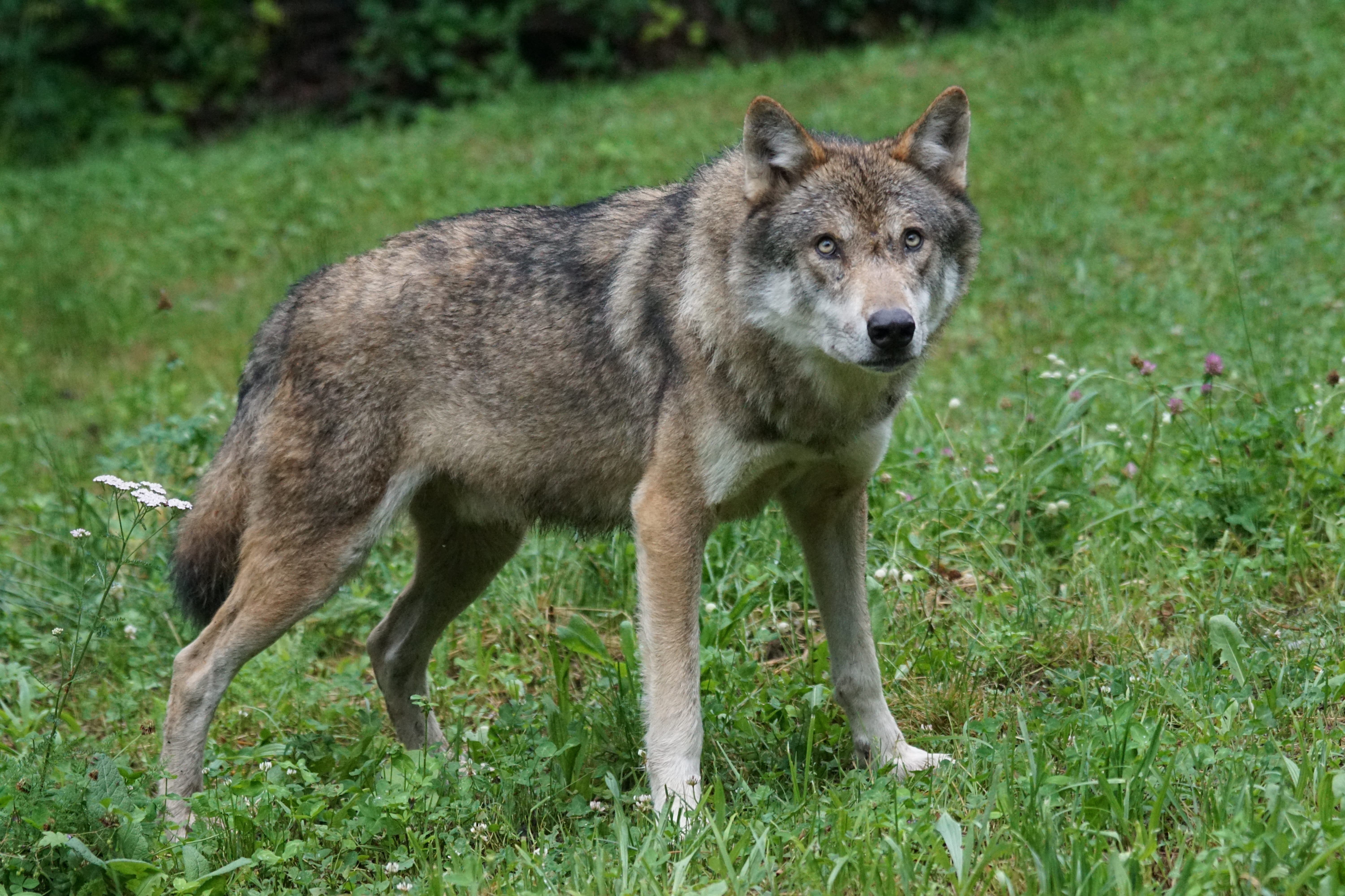 grass, canine, canis lupus, photo, animal themes, standing, animal wildlife, day, plant, gray Wolf, pack animal, wildlife, no people, Czechoslovakian Wolfdog, HD Wallpaper