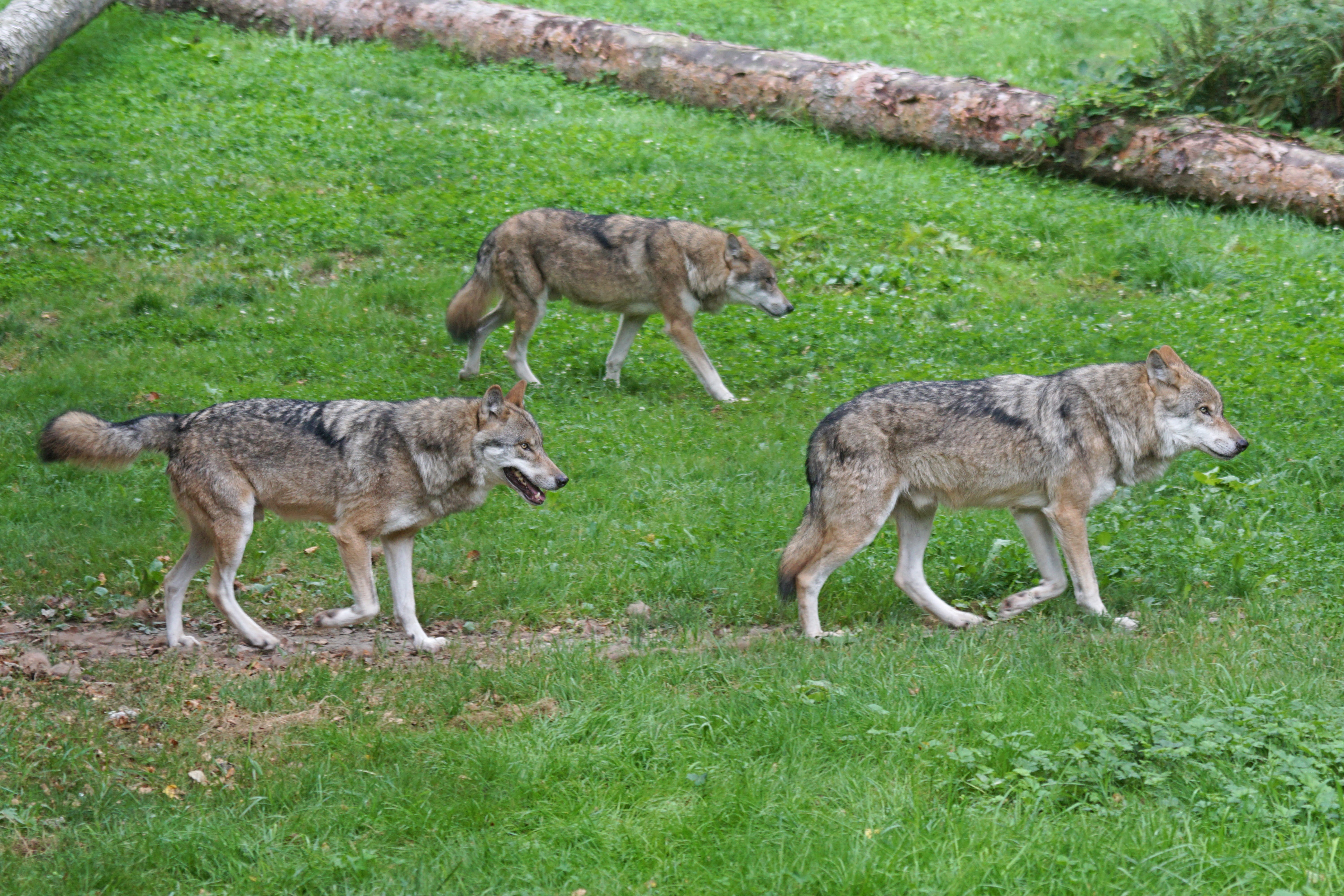 animal wildlife, pack animal, green, green grass, wolves, Czechoslovakian, animal themes, young animal, social, animal, land, three, wildlife photography, HD Wallpaper