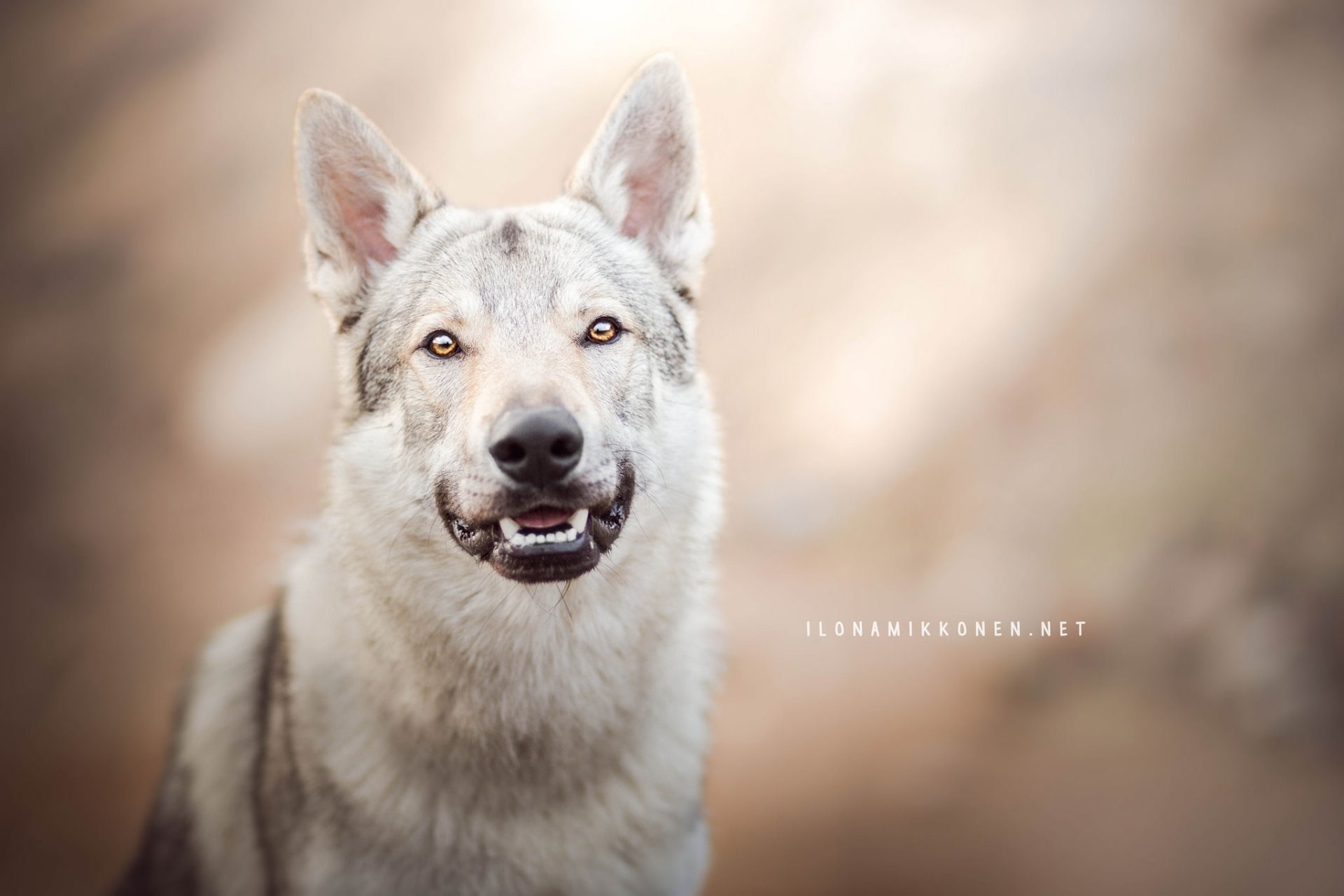 Dogs, Dog, Czechoslovakian Wolfdog, 1080P, HD Wallpaper