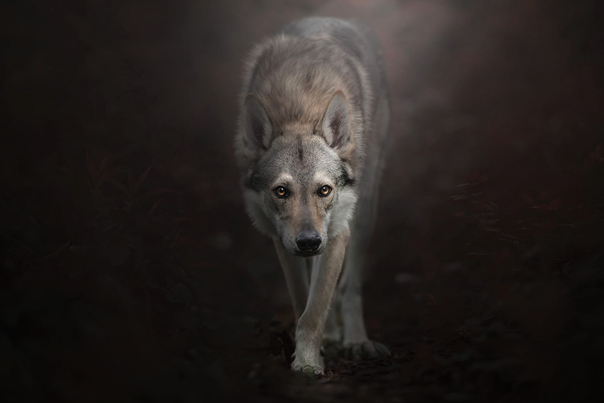 animal, wolfdog, czechoslovakian, 1080P, HD Wallpaper