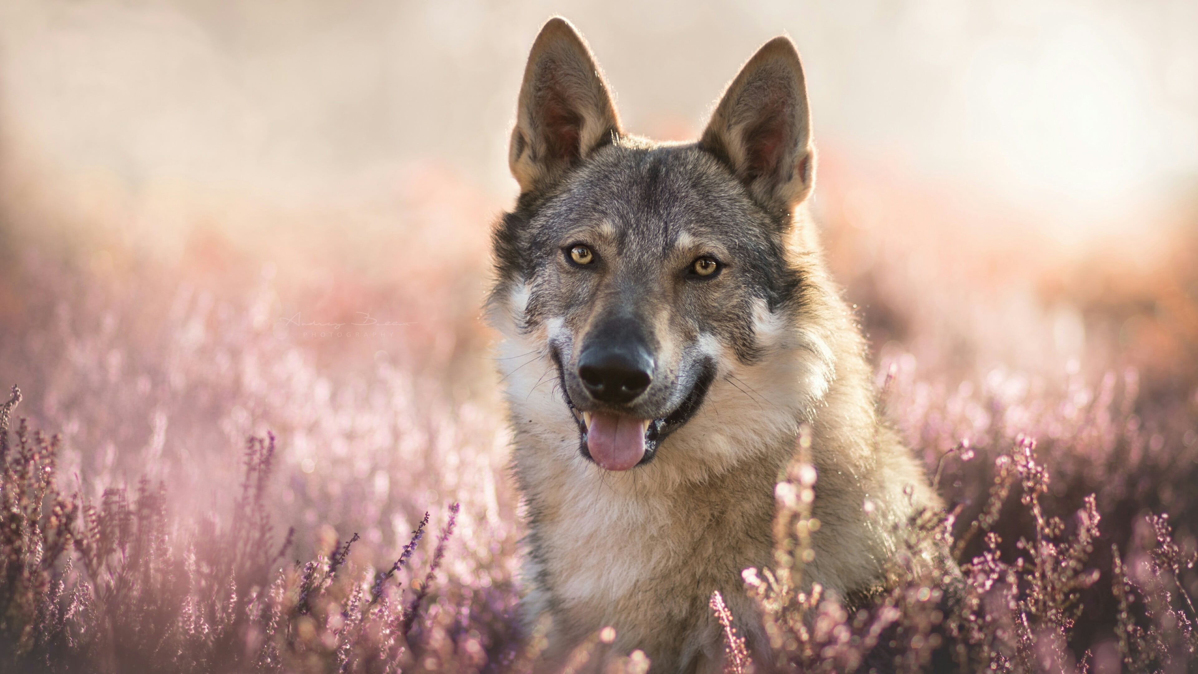 flower field, wildflower, flowering plant, wolfdog, dog breed, looking at camera, outdoors, portrait, flower, nature, dog, field, german shepherd, mammal, HD Wallpaper