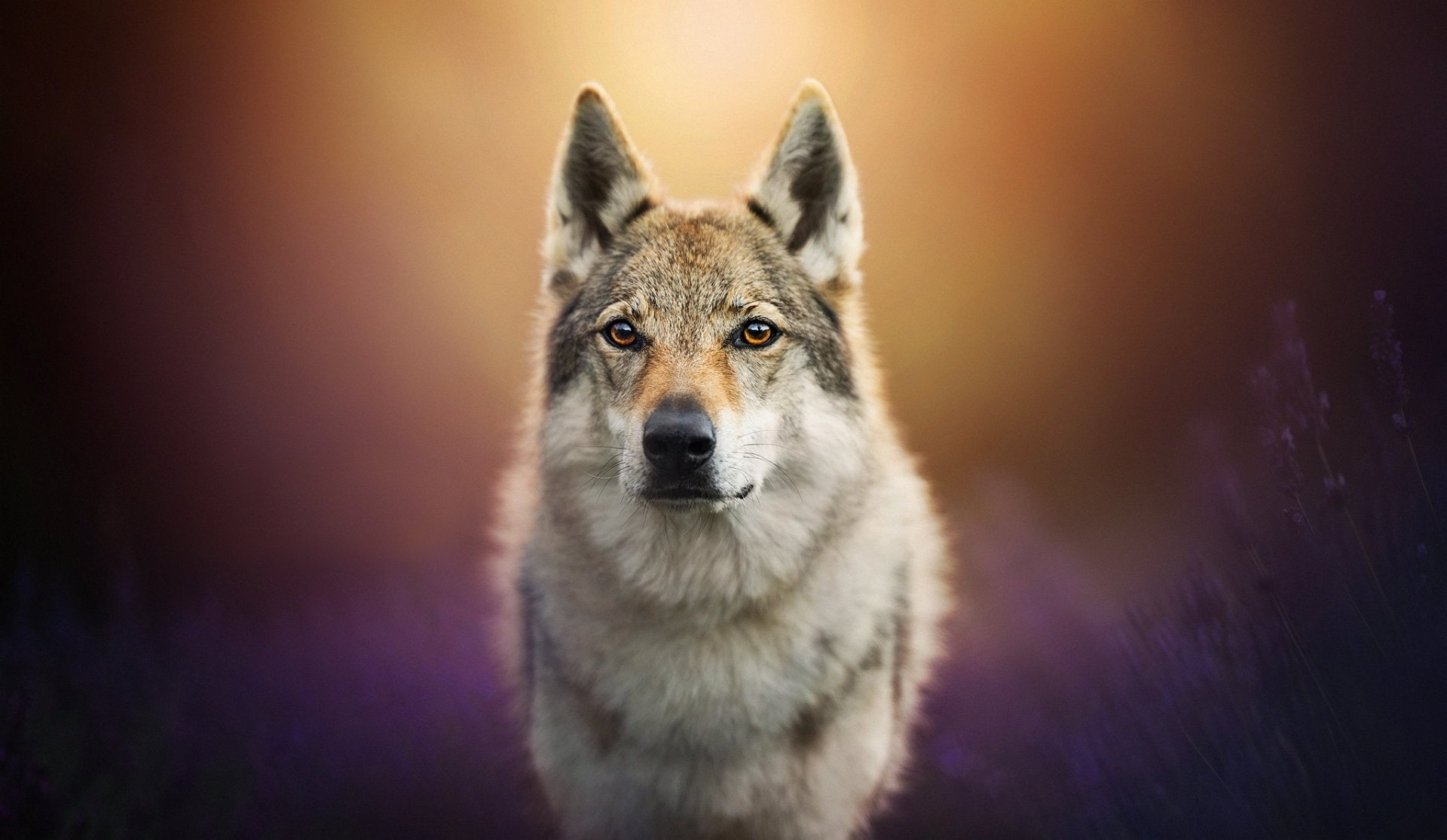 Stare, Wolf, Czechoslovakian Wolfdog, 1080P, predator (Animal), Muzzle, Dogs, Depth Of Field, Wolfdog, HD Wallpaper