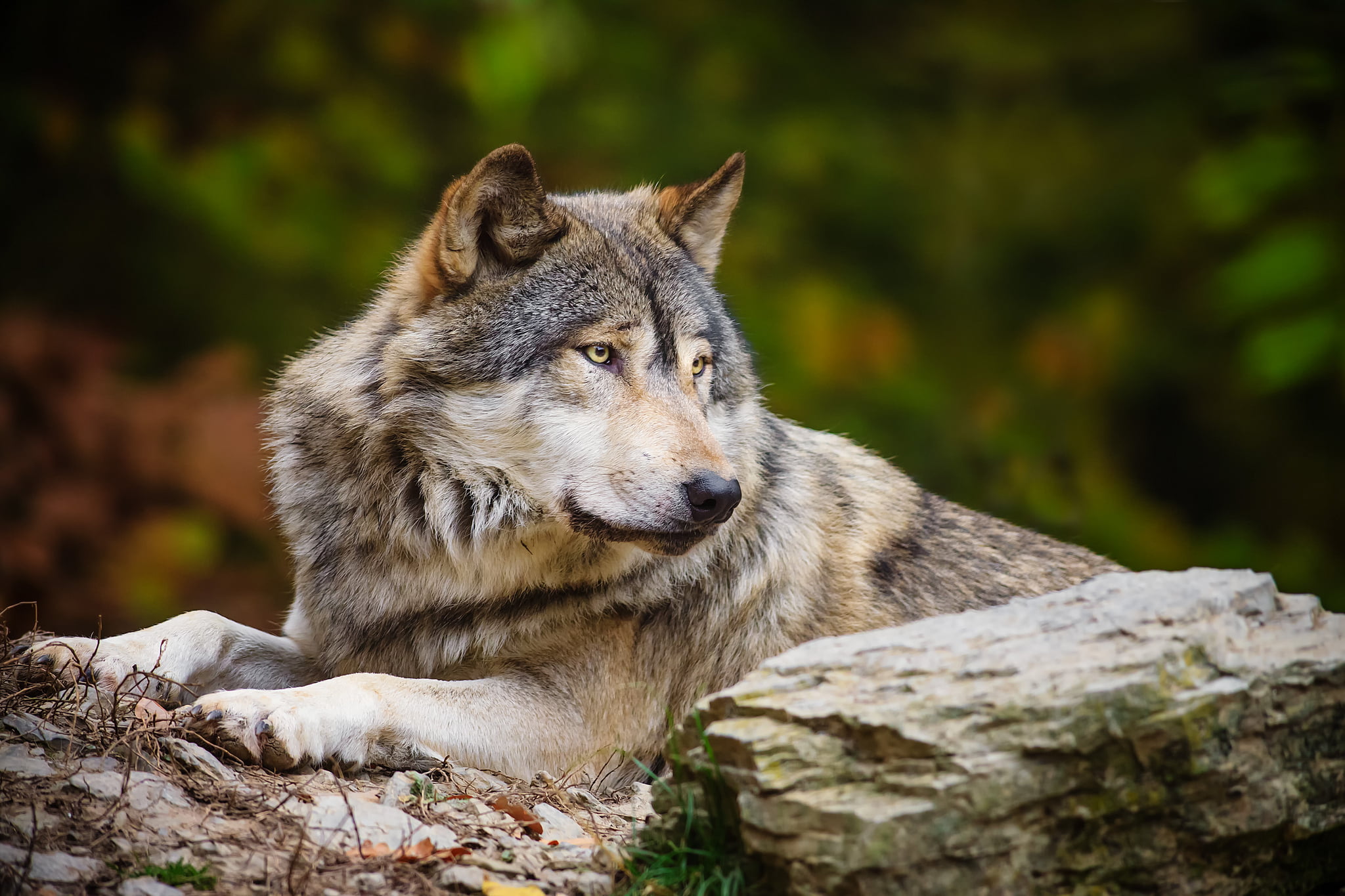 adult, no people, stone, tree, solid, rock - object, looking away, focus on foreground, mammal, wolfdog, outdoors, 1080P, animals in the wild, looking, HD Wallpaper