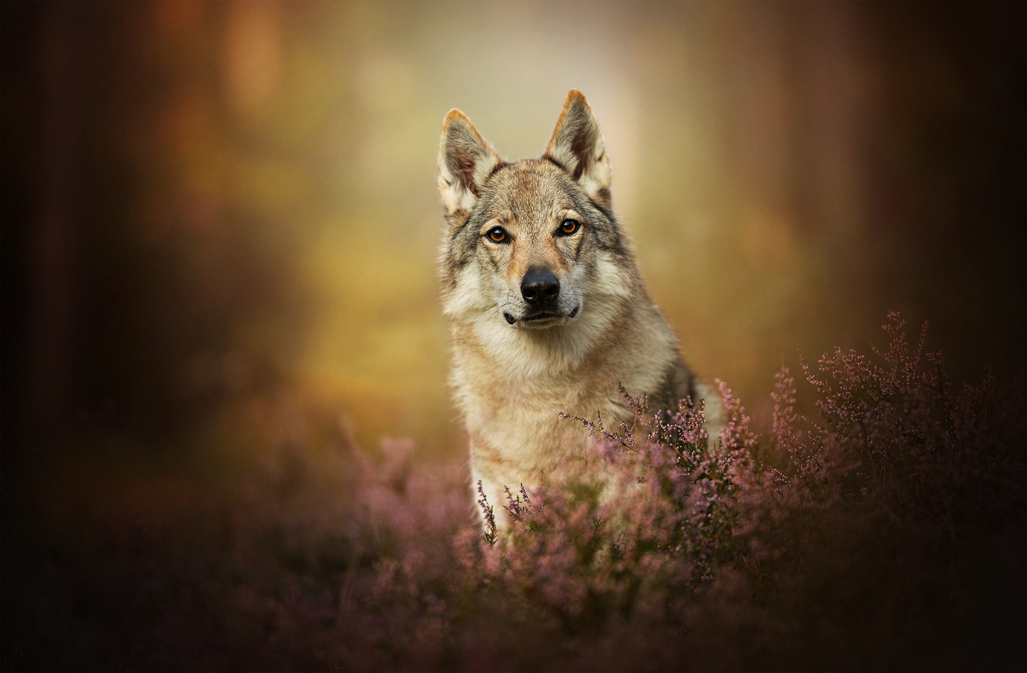 The Czechoslovakian Wolfdog, look, Heather, 1080P, bokeh, dog, HD Wallpaper