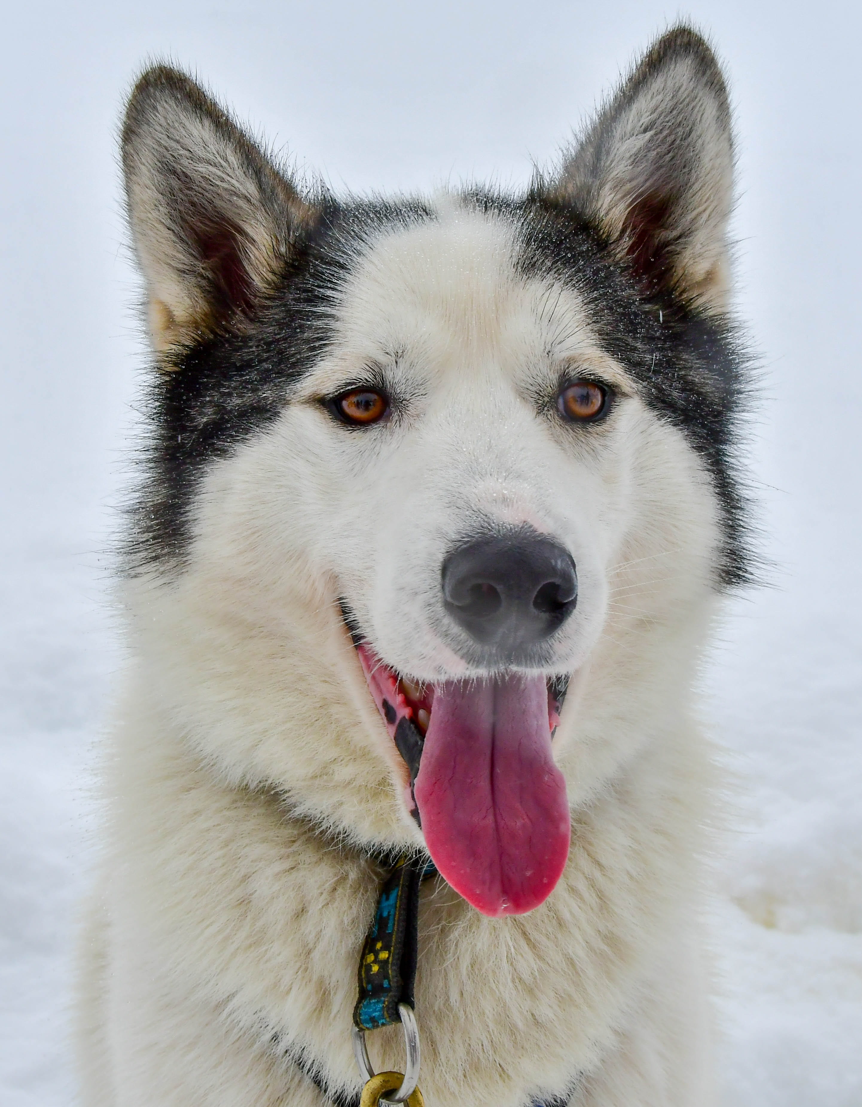 vertebrate, macro, dog, domestic animals, tongue, mouth open, de, 2K, animal themes, snow, pet, sled dog, mammal, one animal, purebred dog, animal tongue, Phone HD Wallpaper