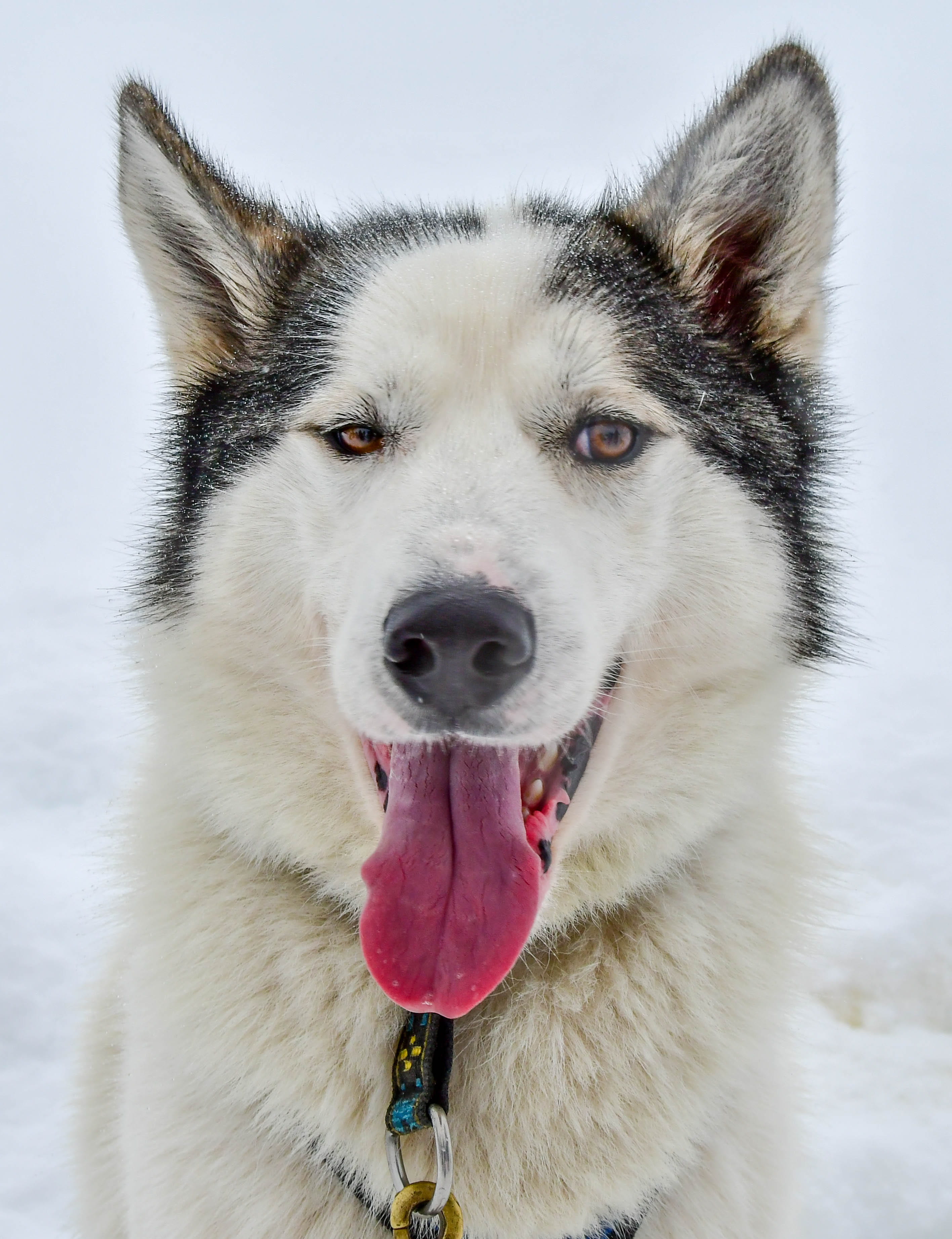no people, animal head, domestic, canine, traineau, purebred dog, domestic animals, animal mouth, one animal, siberian husky, closeup, chien, mouth open, Phone HD Wallpaper