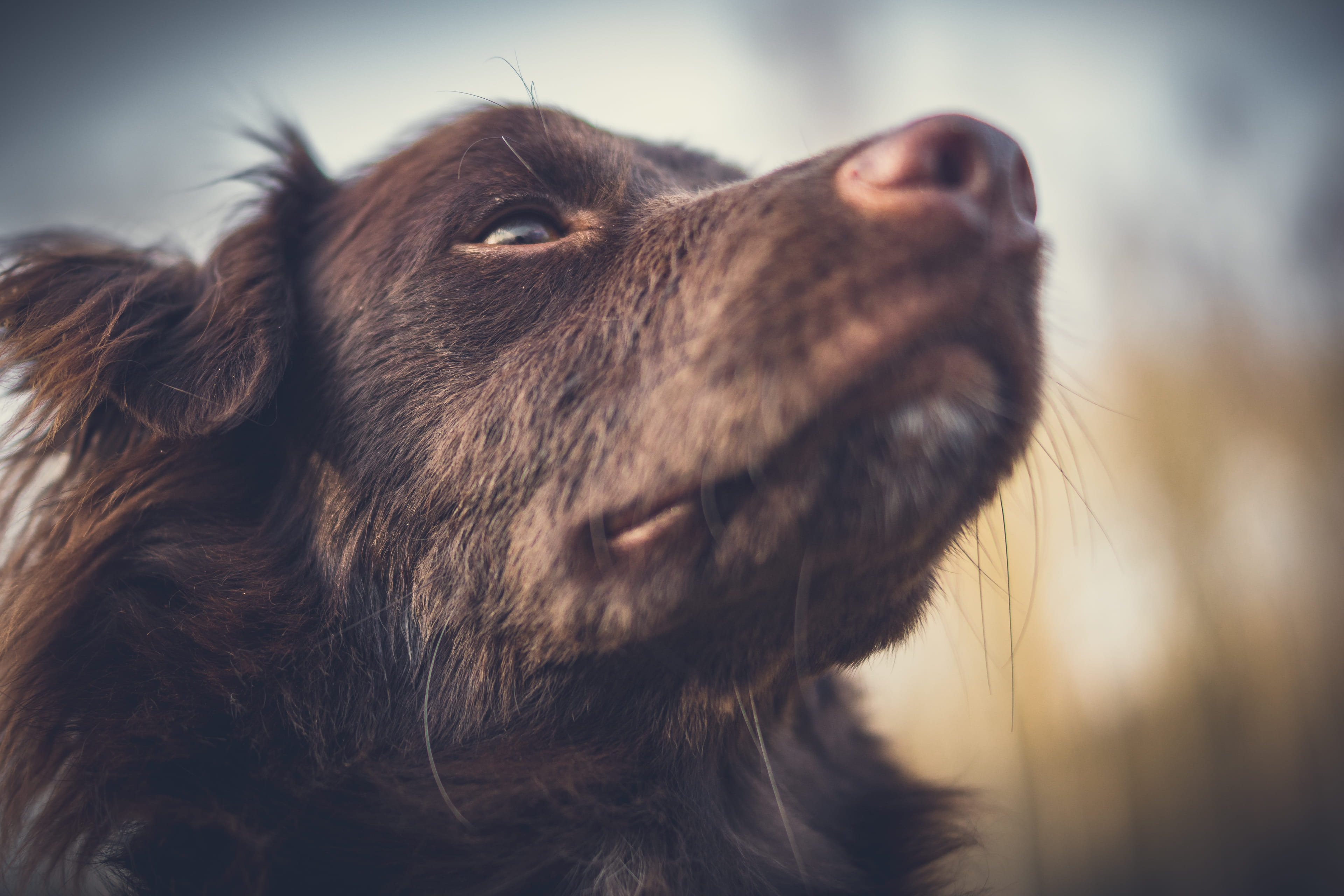 portrait, eyes, looking away, looking, animal head, animal eye, dogs, no people, domestic animals, animal portrait, whisker, domestic, dog, cute, france, HD Wallpaper
