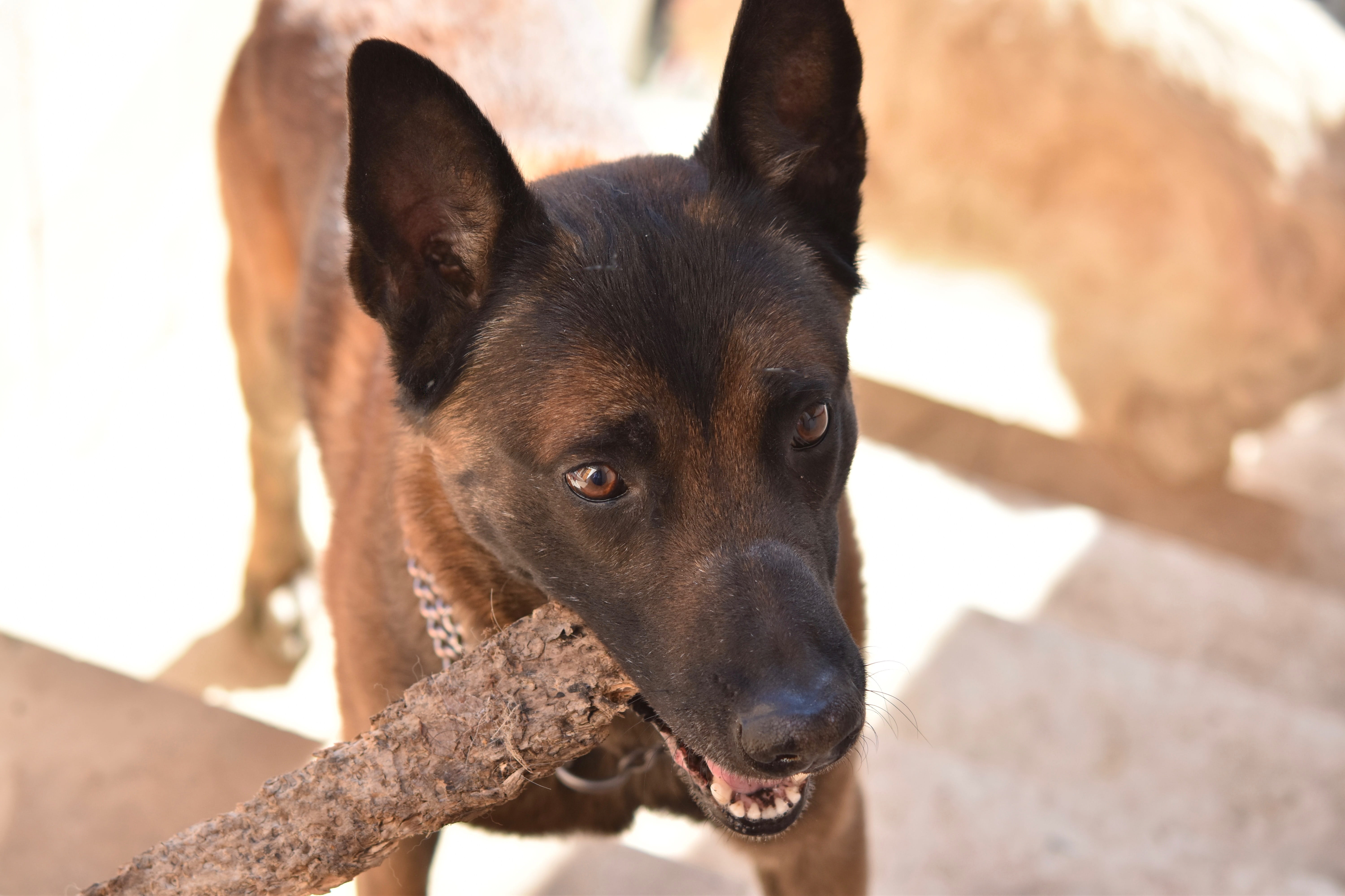 animal themes, no people, close-up, domestic, sunlight, animal, snout, portrait, mammal, malinois, animal head, looking, chien berger beige malinois, dog brown eyes, HD Wallpaper