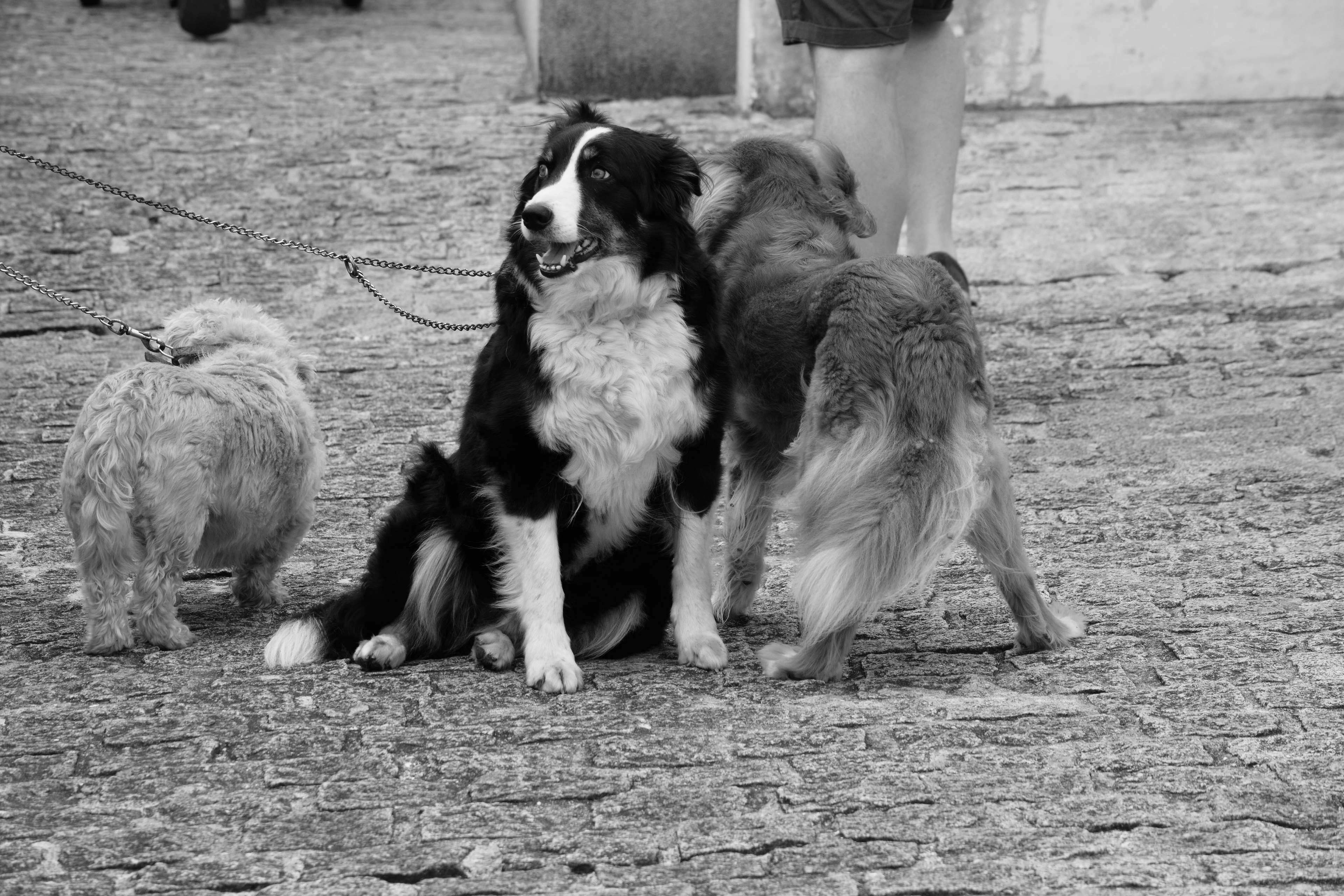 field, no people, city, outdoors, canins, day, ville, dog, animal themes, looking, pets, land, domestic, de chiens trio, 4K, canids, animalier, vertebrate, HD Wallpaper