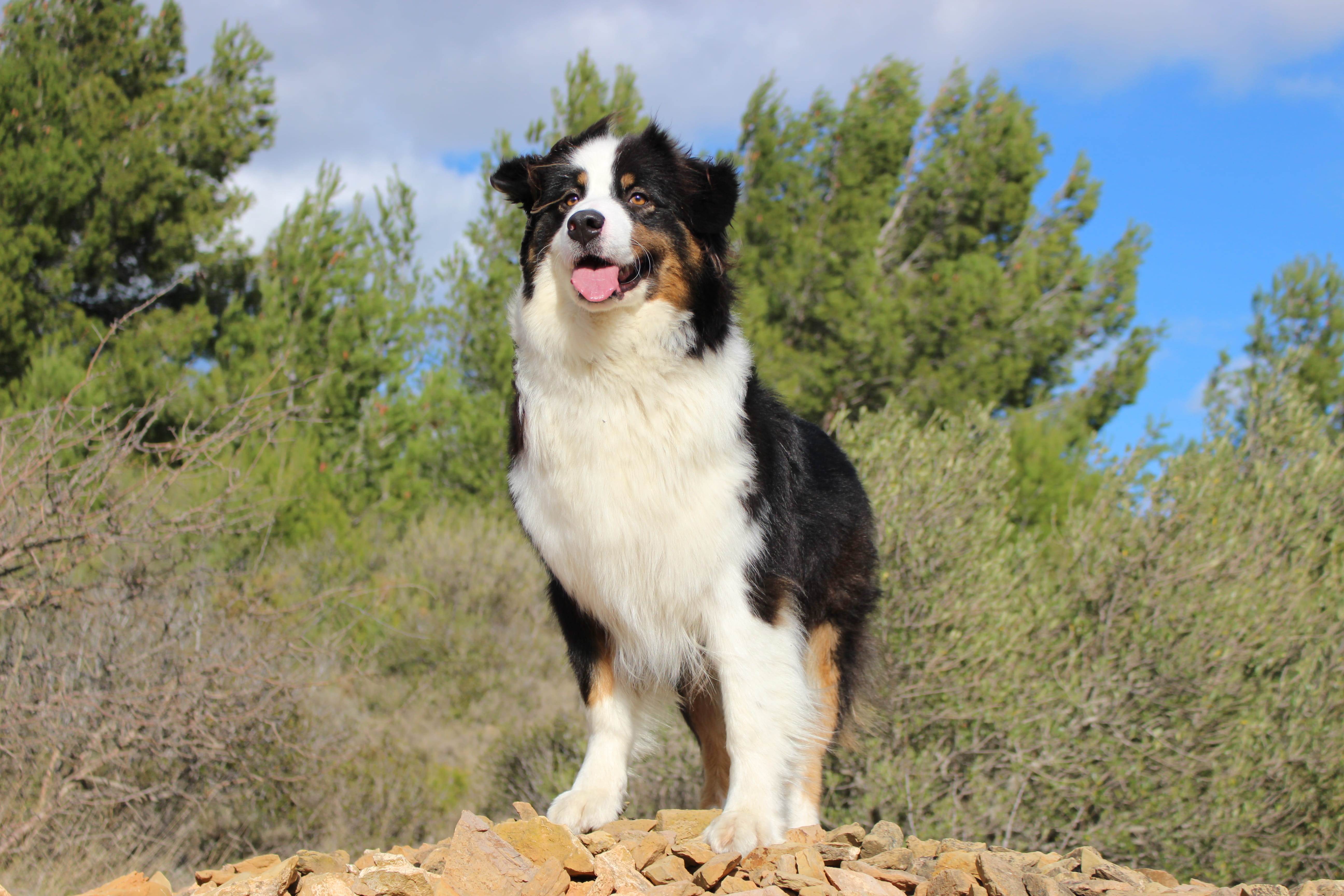 mammal, berger, standing, australian, chien, domestic, animal themes, 5K, france, vertebrate, land, pets, one animal, focus on foreground, salses-le-château, HD Wallpaper