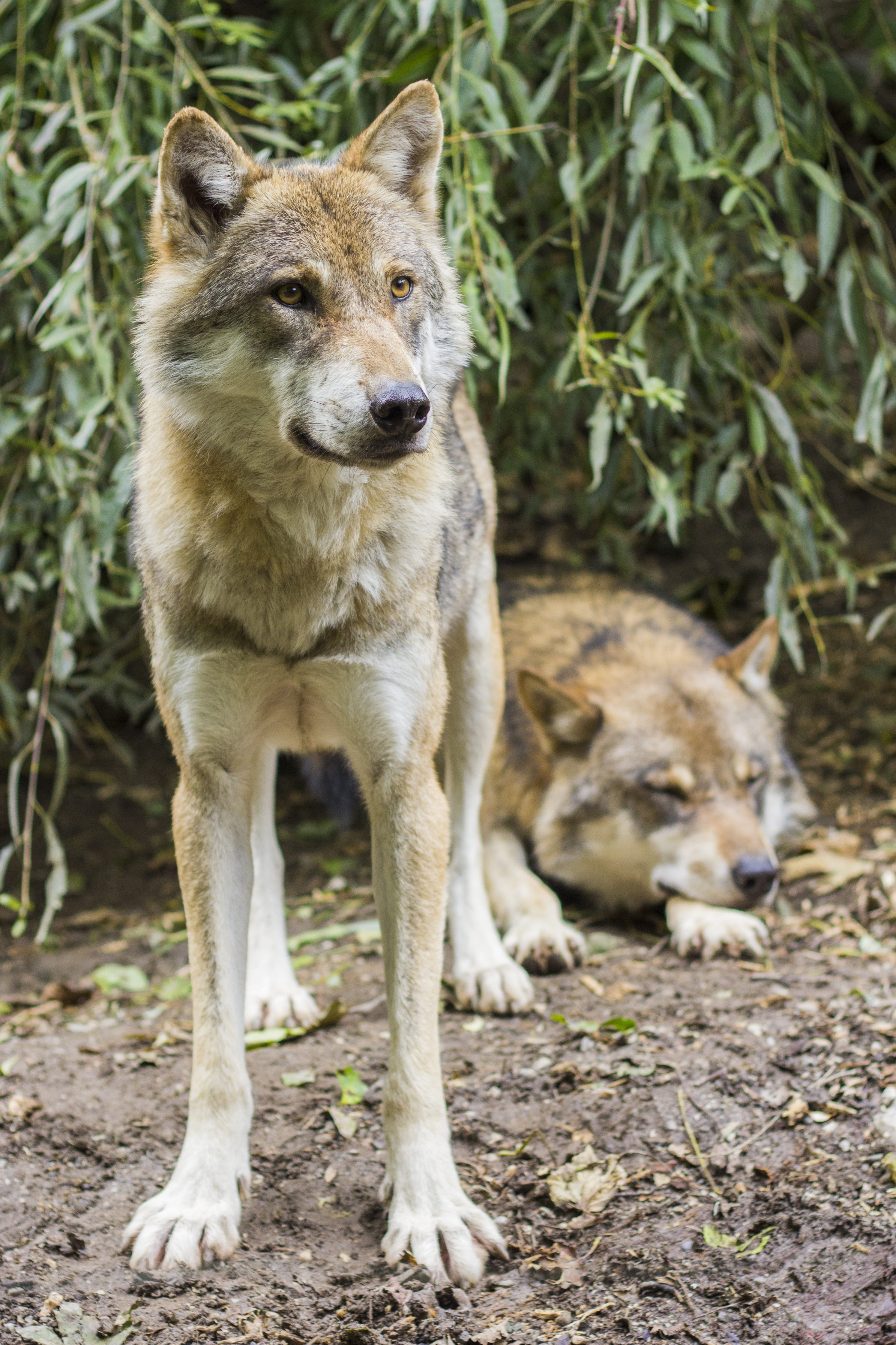wolf, animal, domestic animals, one animal, wolves, coated, tree, mammal, land, attention, plant, predator, nature, pets, pack, day, european wolf, vertebrate, Phone HD Wallpaper