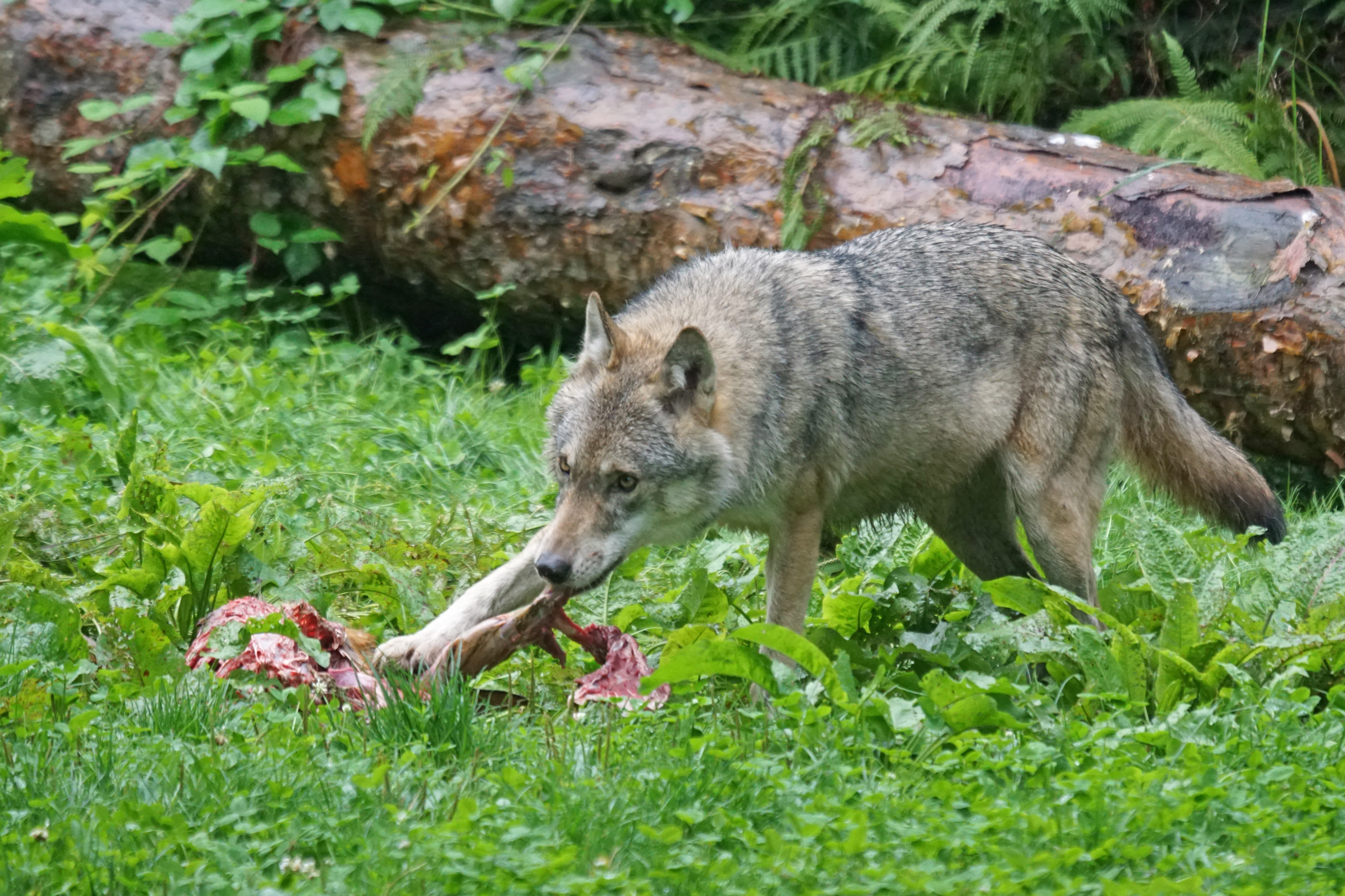 wolf, mammal, land, brown, prey, day, carnivores, animals hunting, animal wildlife, nature, outdoors, food and drink, animal themes, plant, vertebrate, HD Wallpaper