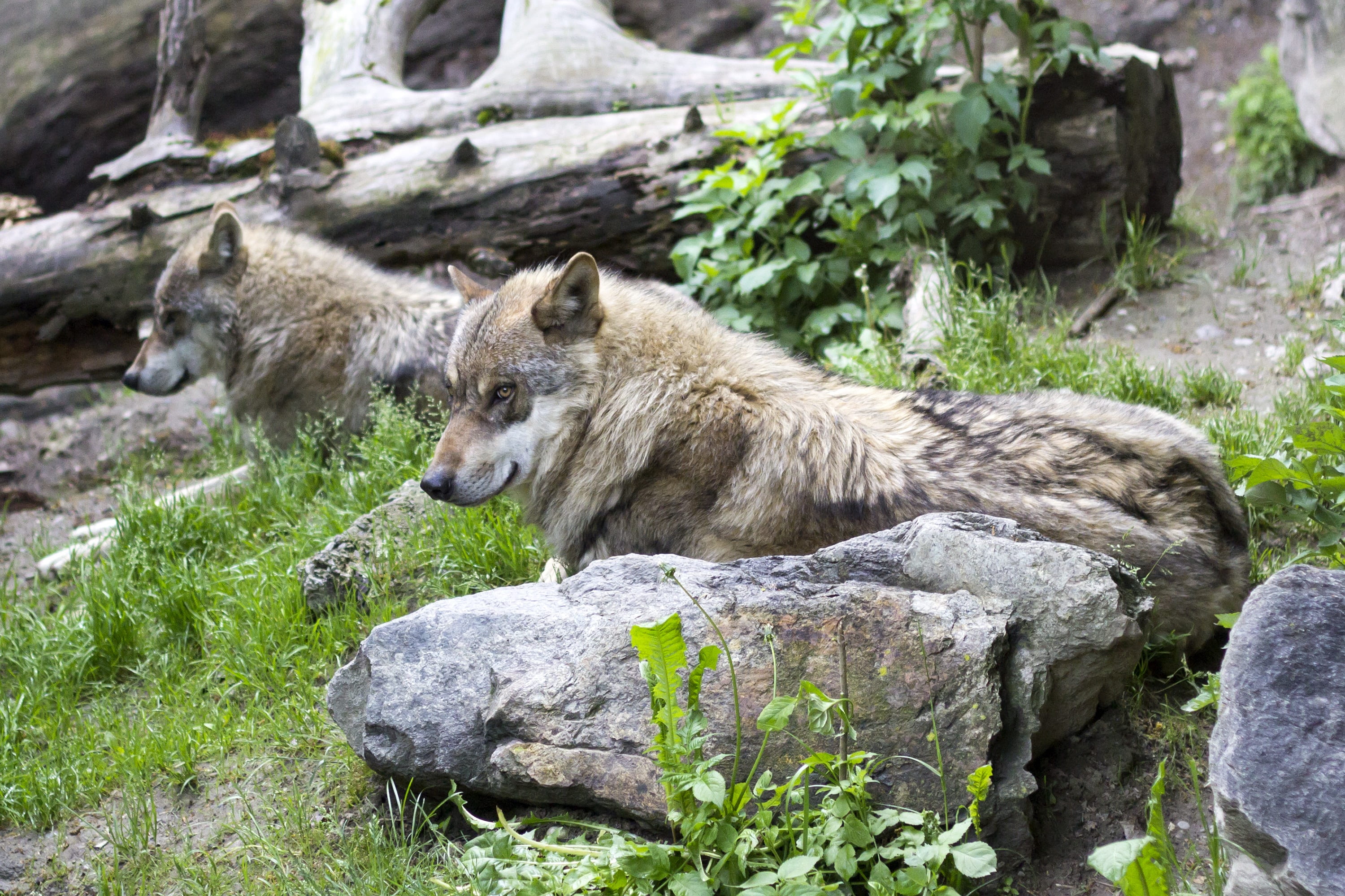 2K, green, two, nature, vertebrate, european wolf, rock - object, rock, predator, no people, lying, animal, plant, fur, outdoors, one animal, profile, HD Wallpaper