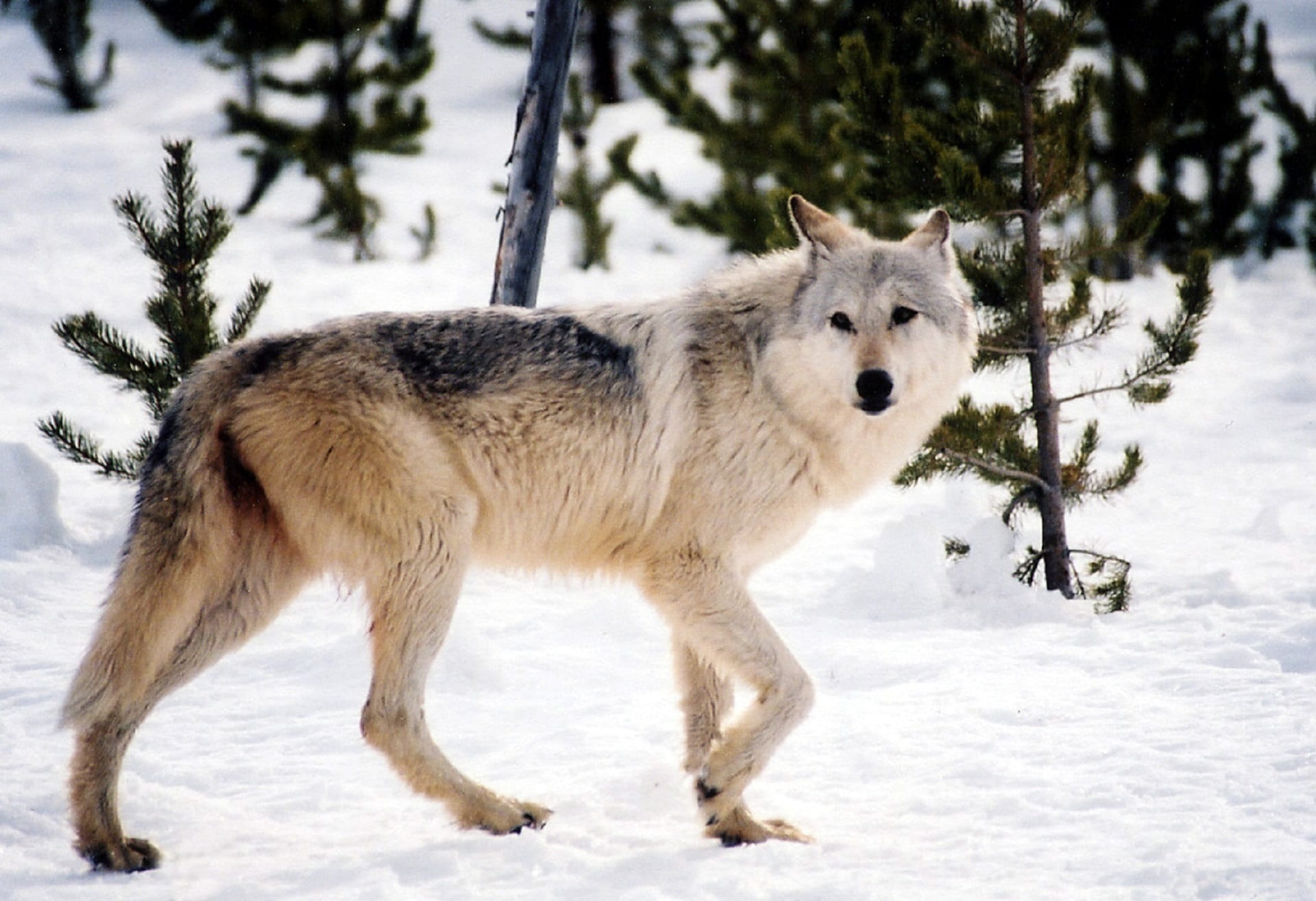 outdoors, white color, wolf, animal wildlife, white, land, animal themes, canis lupus, wild, animal, one animal, gray, no people, day, canine, predator, HD Wallpaper